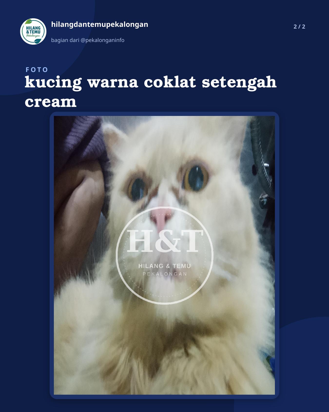 Slide 2 laporan kucing warna coklat setengah cream