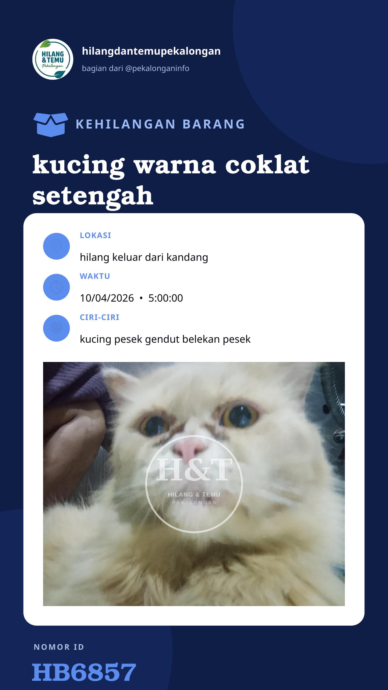 Story 9:16 laporan kucing warna coklat setengah cream