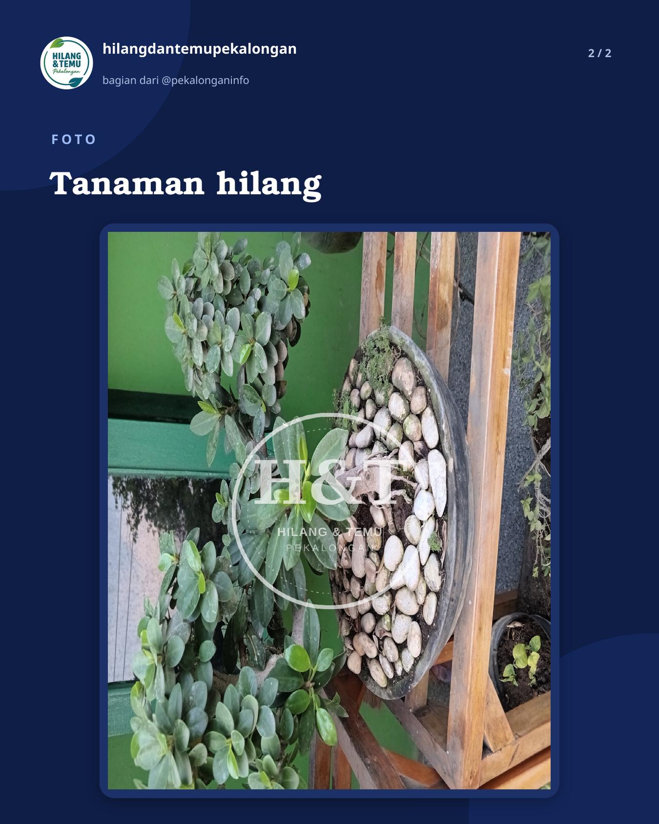 Slide 2 laporan Tanaman hilang
