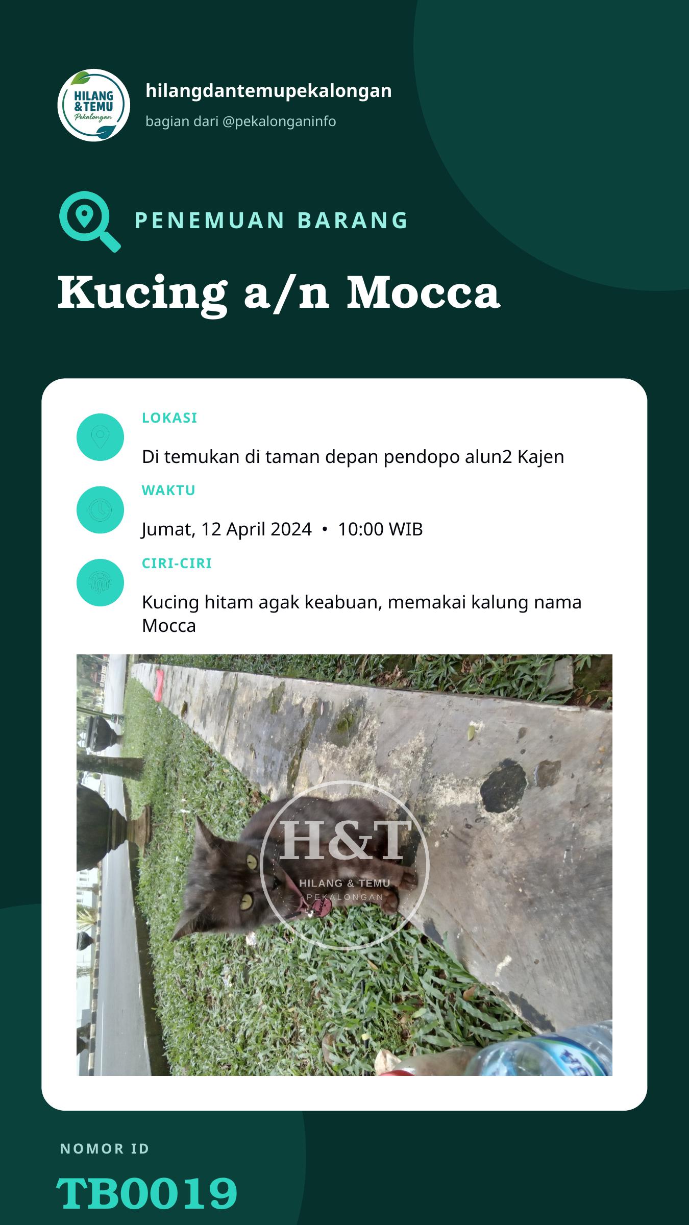 Story 9:16 laporan Kucing a/n Mocca