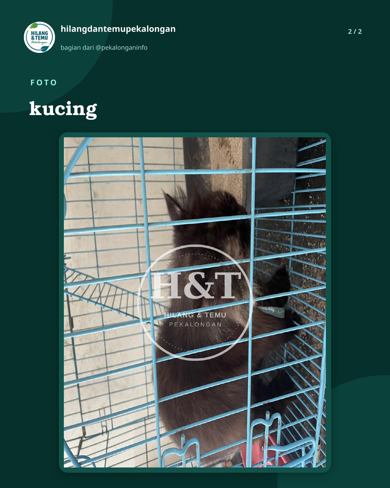 Slide 2 laporan kucing
