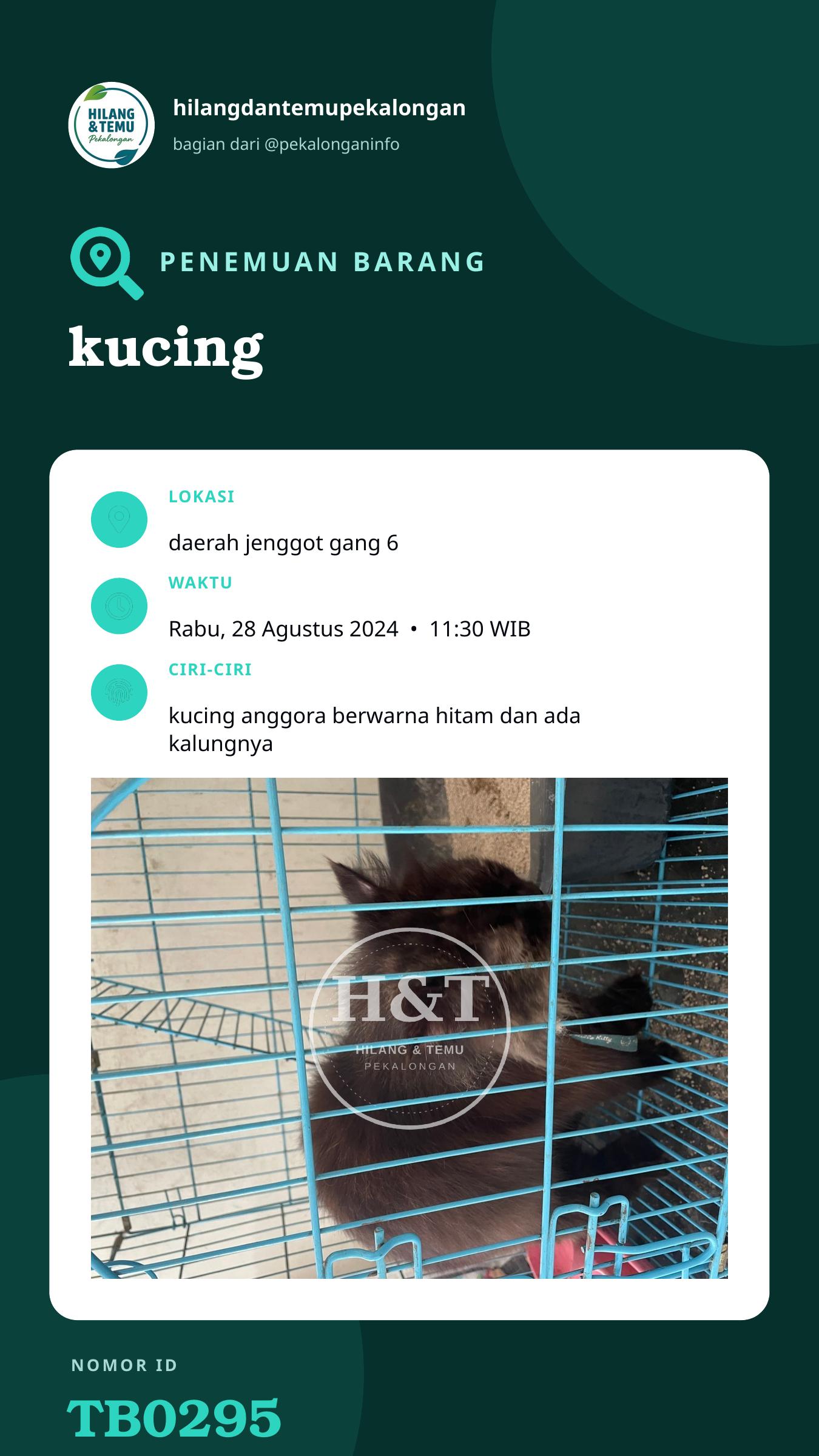 Story 9:16 laporan kucing