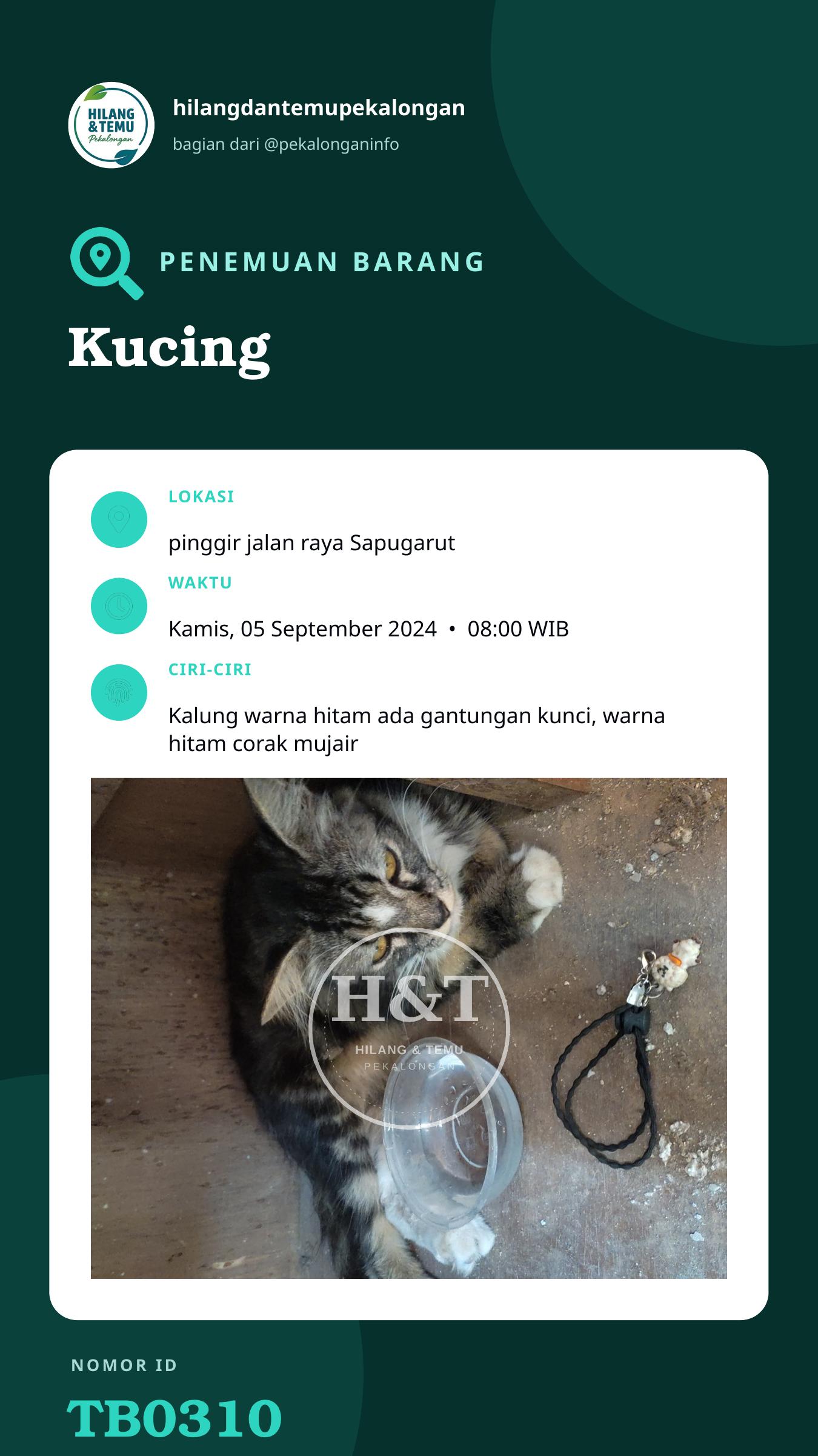Story 9:16 laporan Kucing