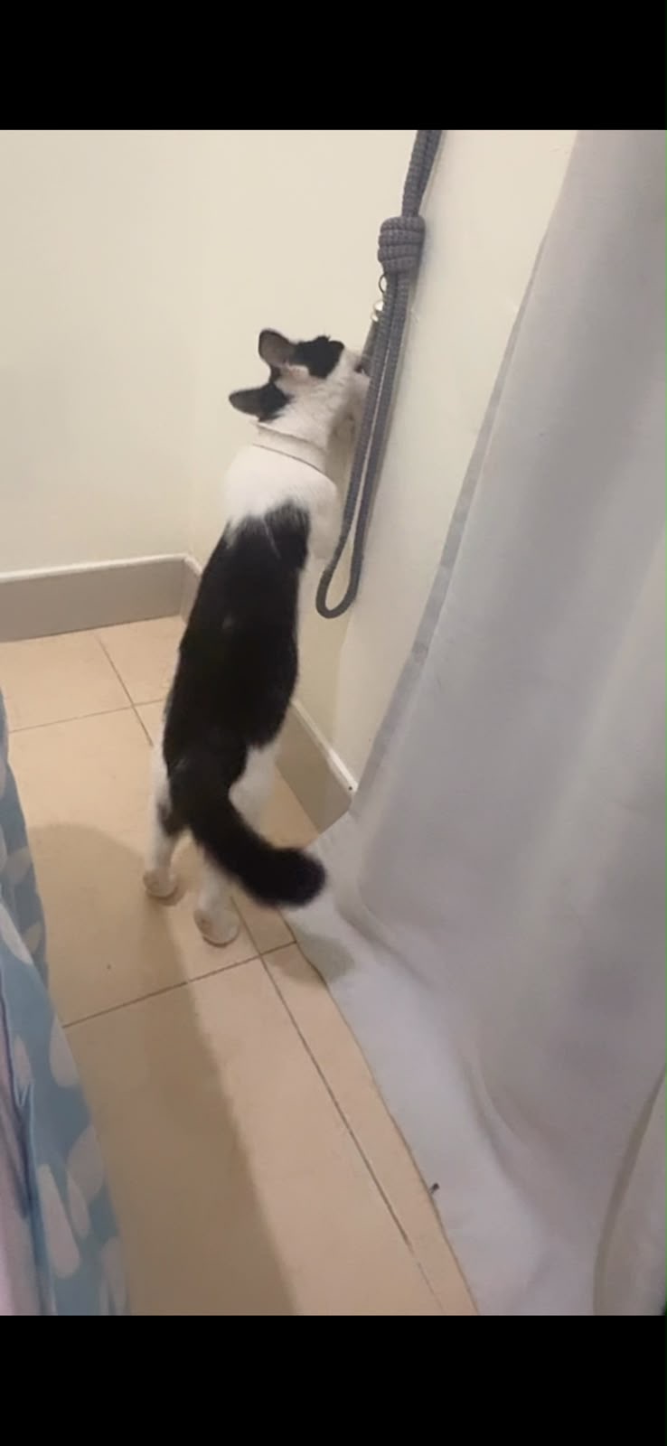 Foto laporan Kucing Kampung Warna Putih Hitam (HH0122)