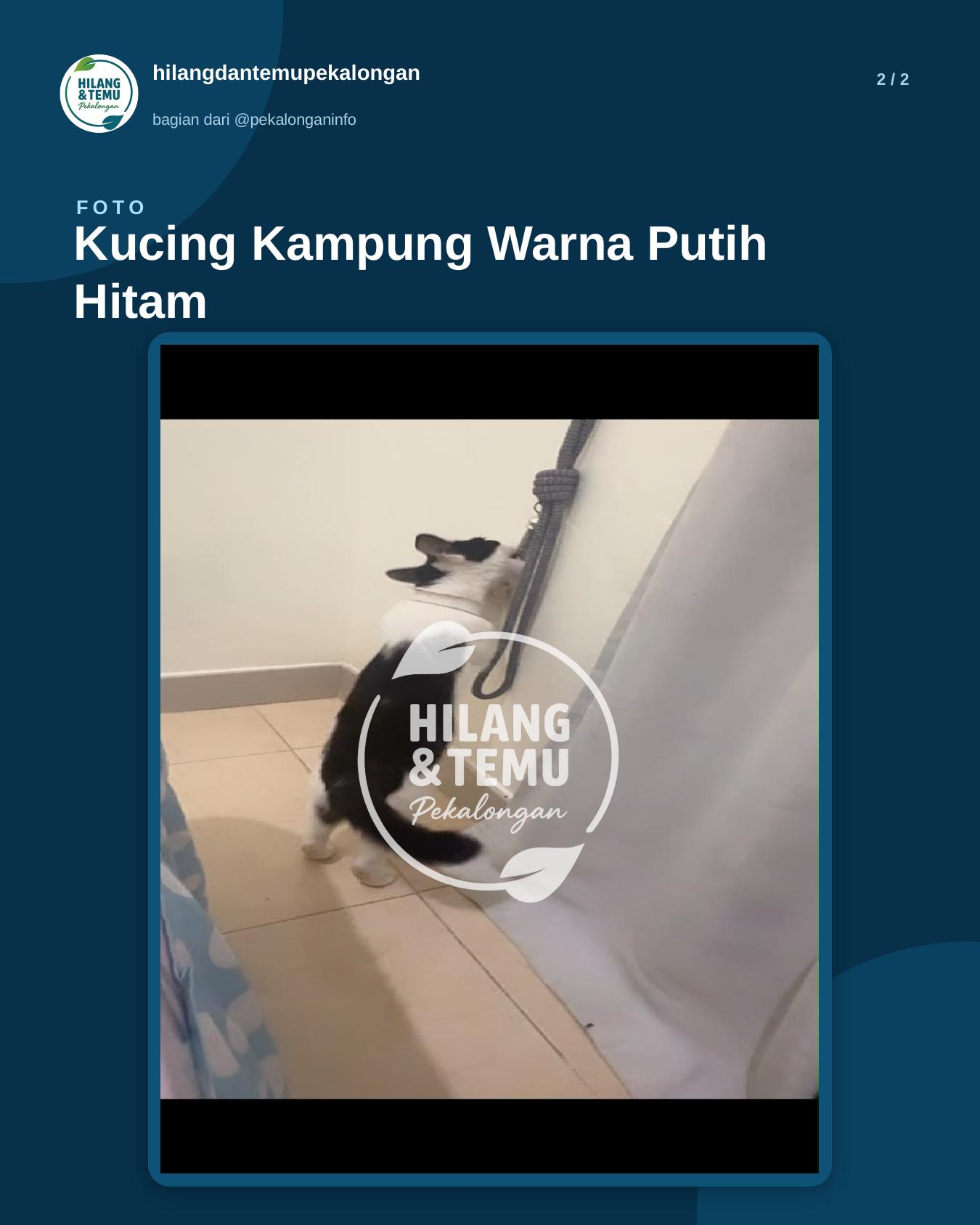 Slide 2 laporan Kucing Kampung Warna Putih Hitam