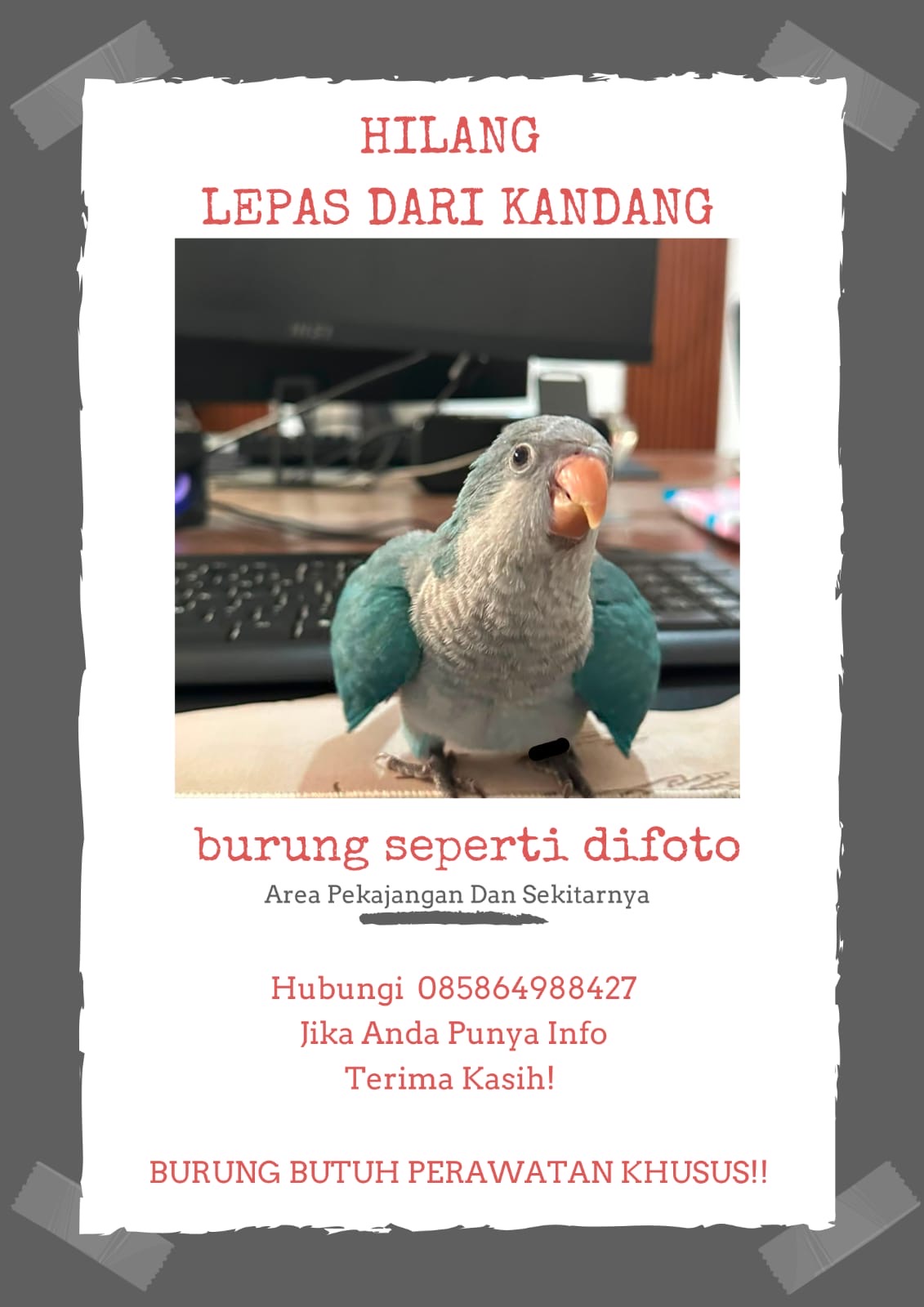 Foto laporan Loui / Burung Blue Monk Parakeet (HH0123)