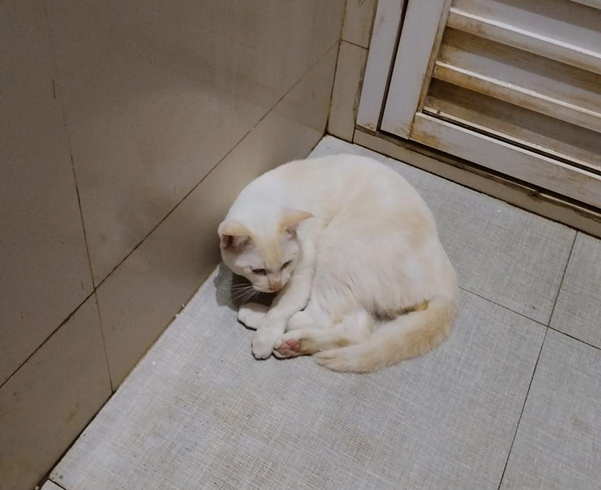 Foto laporan Aya (Kucing kampung warna putih jantan) (HH0125)