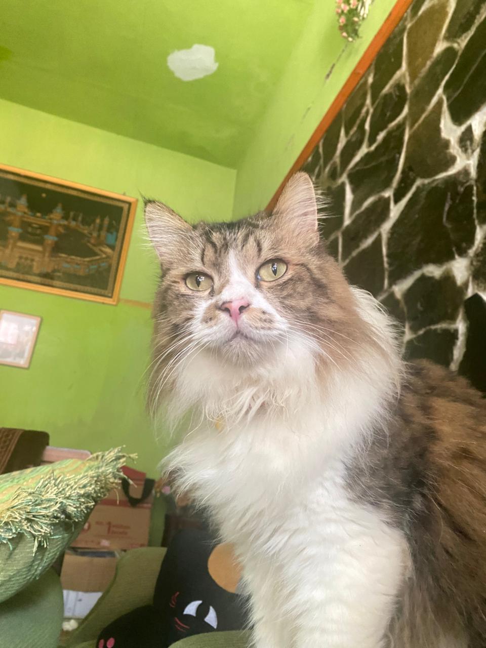 Foto laporan Kucing Jantan Besar Berbulu Panjang (HH0126)