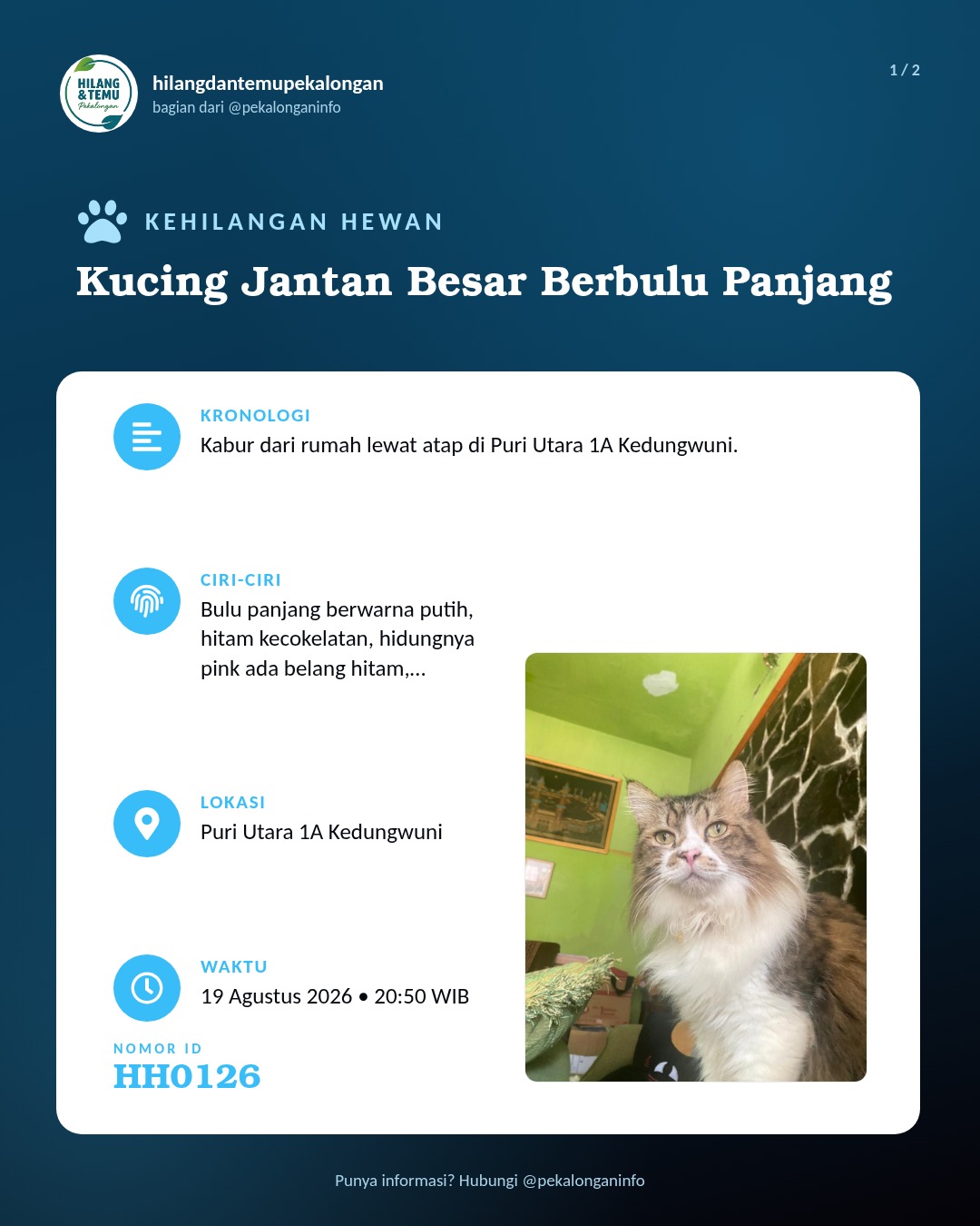 Slide 1 laporan Kucing Jantan Besar Berbulu Panjang
