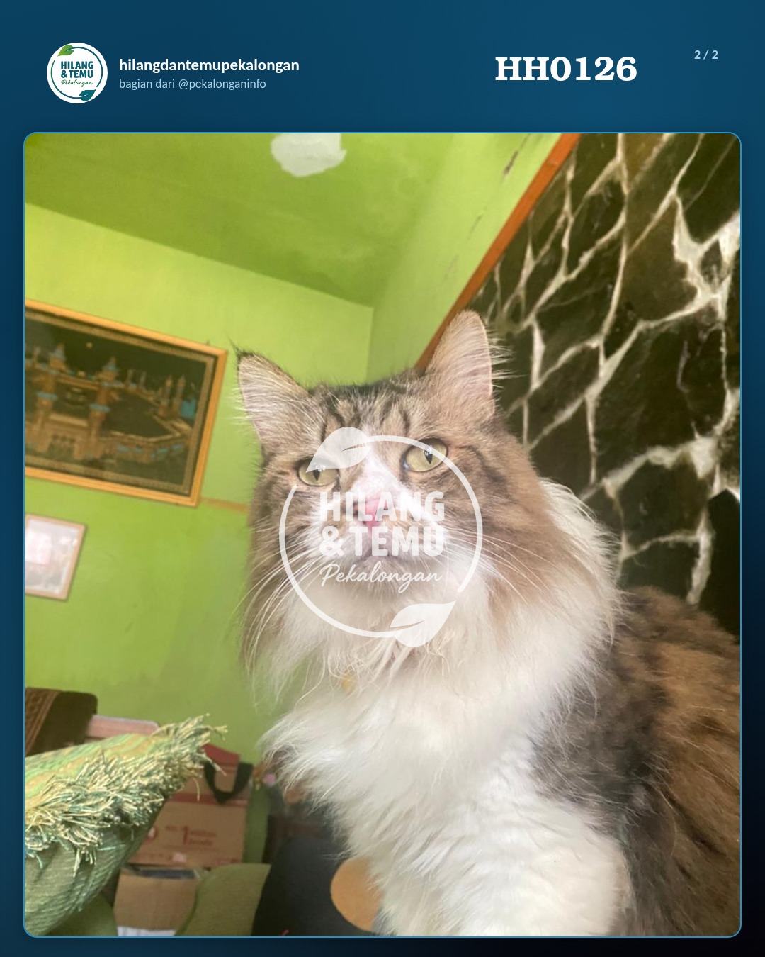 Slide 2 laporan Kucing Jantan Besar Berbulu Panjang