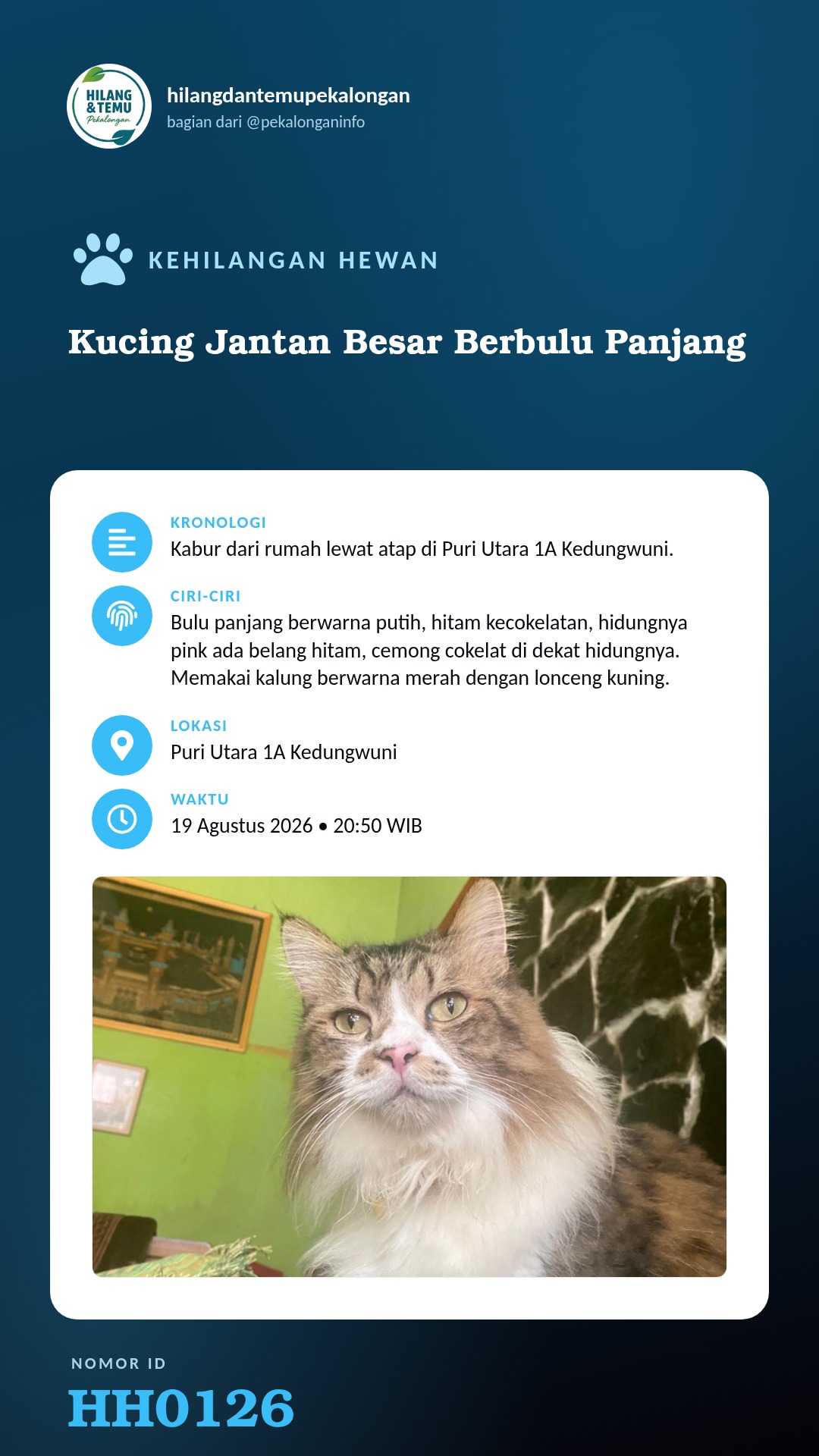 Story 9:16 laporan Kucing Jantan Besar Berbulu Panjang