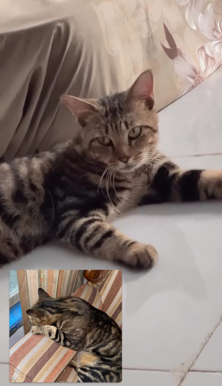 Foto laporan kucing kampung  corak garis hitam sedikit coklat (HH0127)