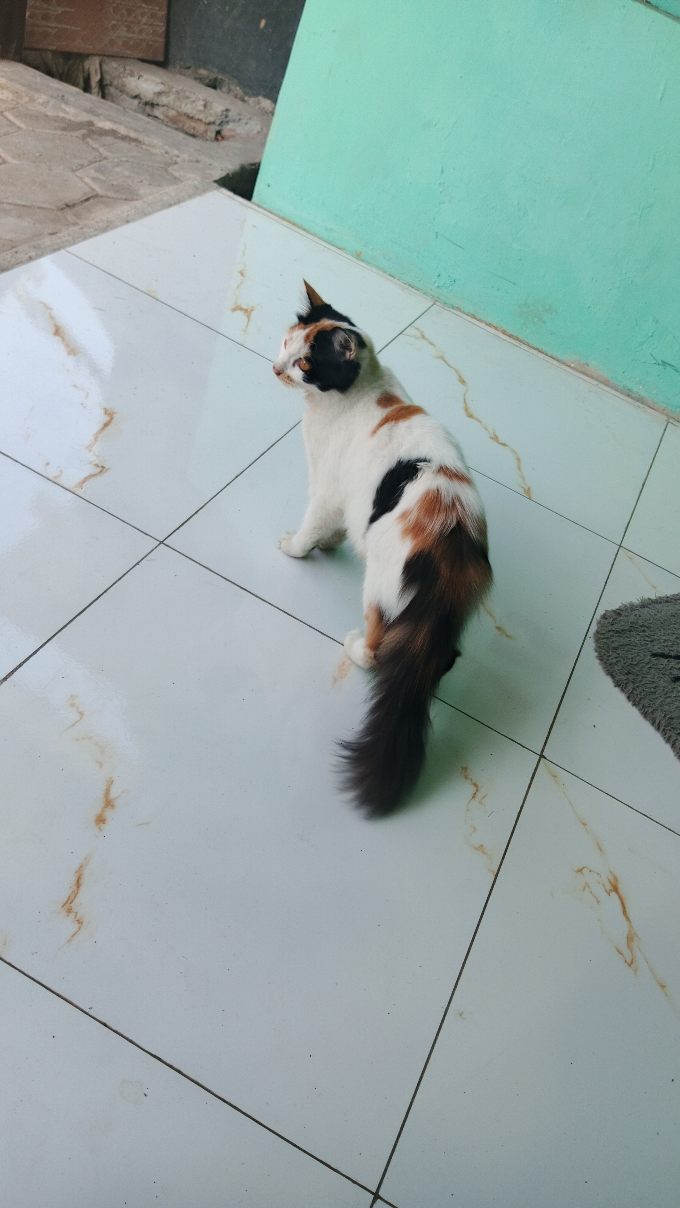 Foto laporan Kucing (TB1573)