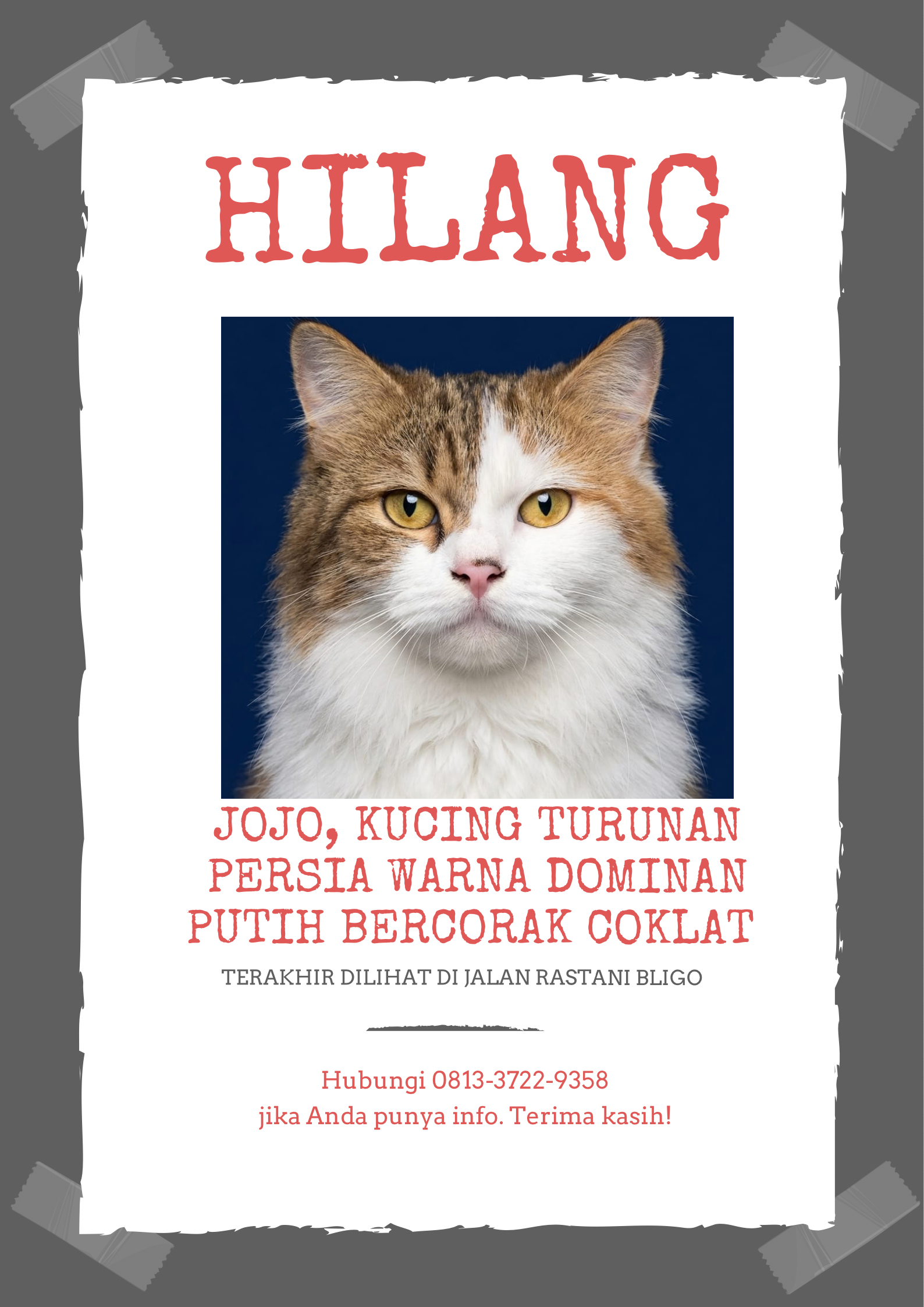 Foto laporan KUCING TURUNAN PERSIA WARNA DOMINAN PUTIH BERCORAK COKLAT (HH0128)