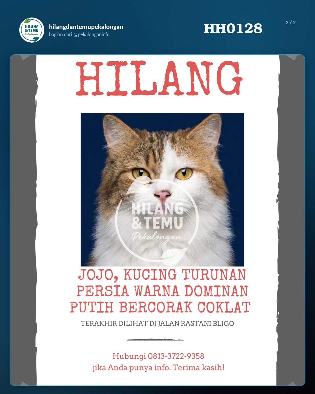Slide 2 laporan KUCING TURUNAN PERSIA WARNA DOMINAN PUTIH BERCORAK COKLAT