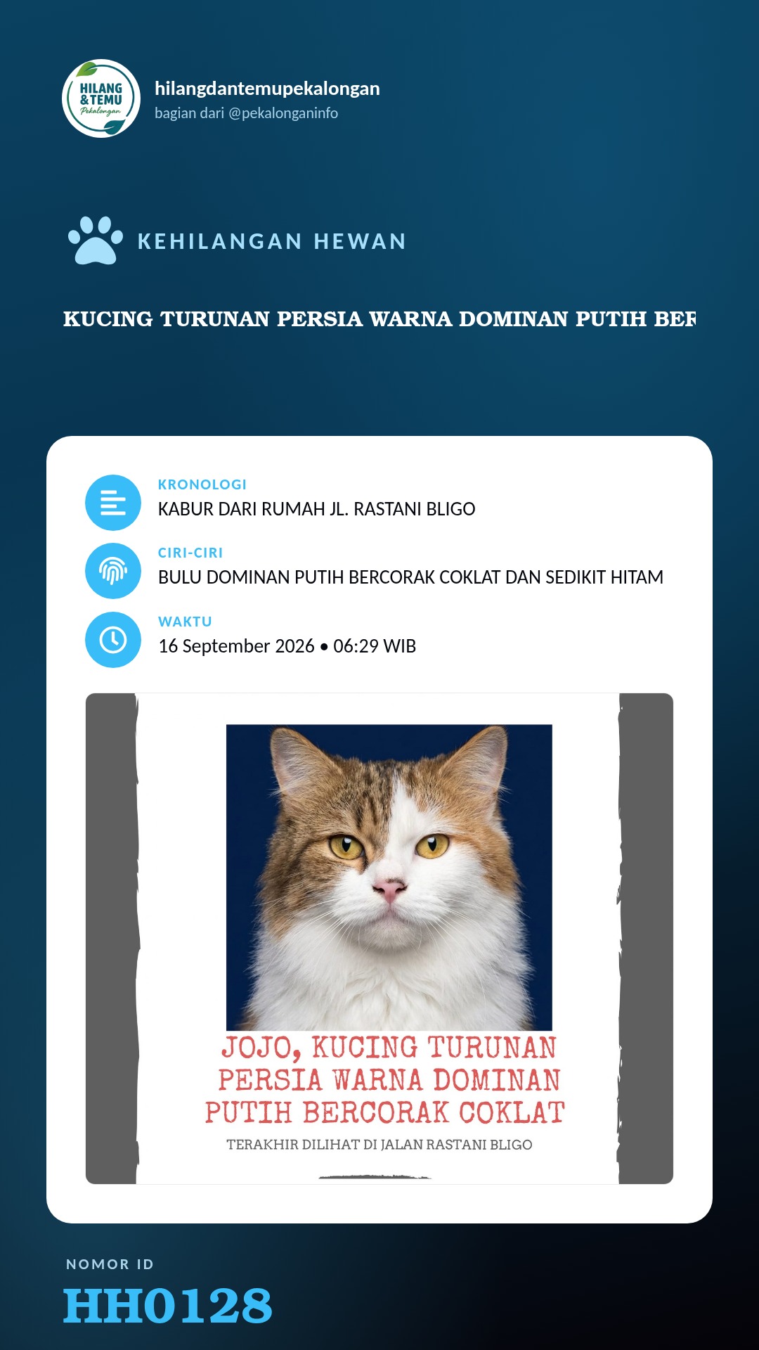 Story 9:16 laporan KUCING TURUNAN PERSIA WARNA DOMINAN PUTIH BERCORAK COKLAT