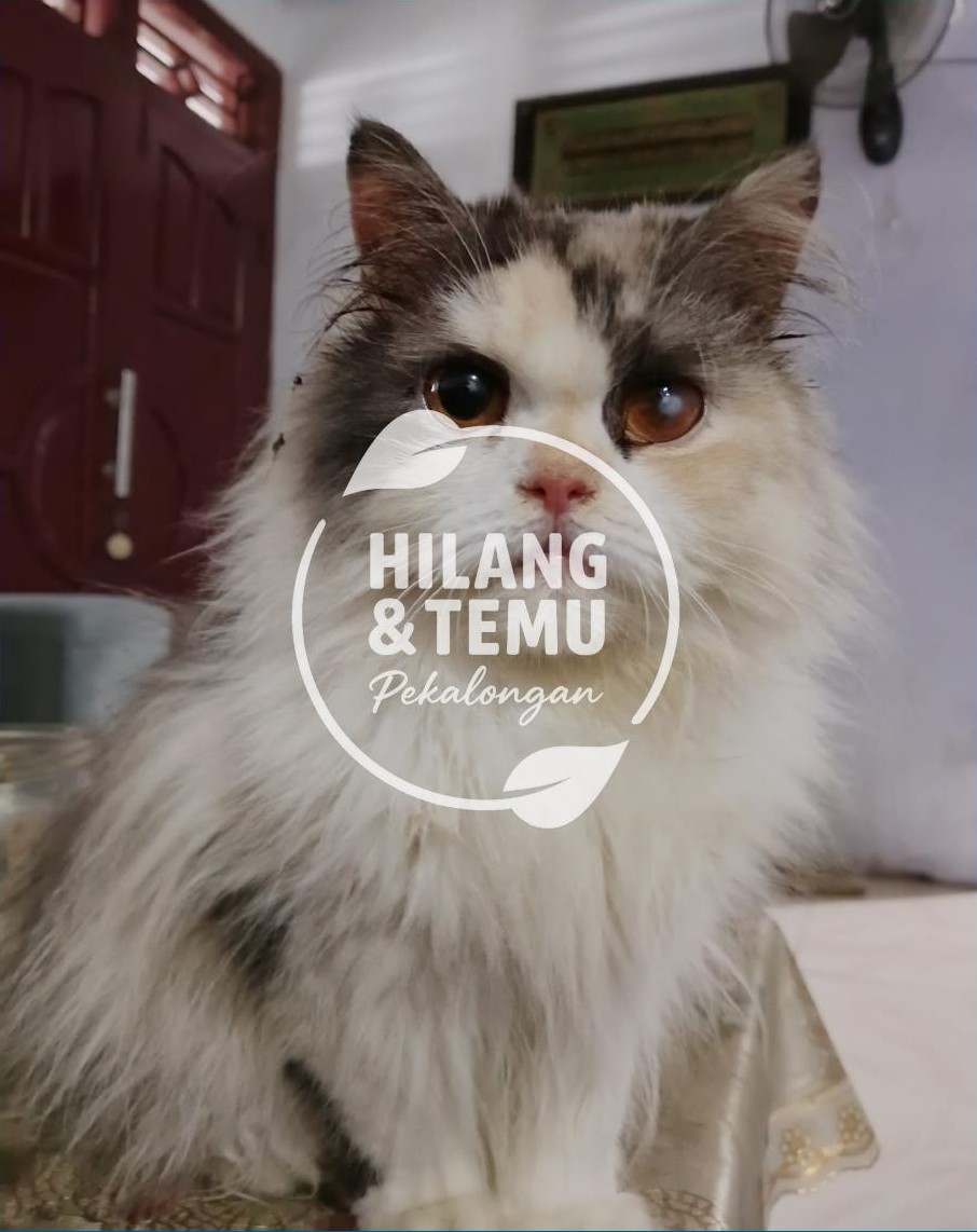 Foto laporan Kucing ras (HH0121)