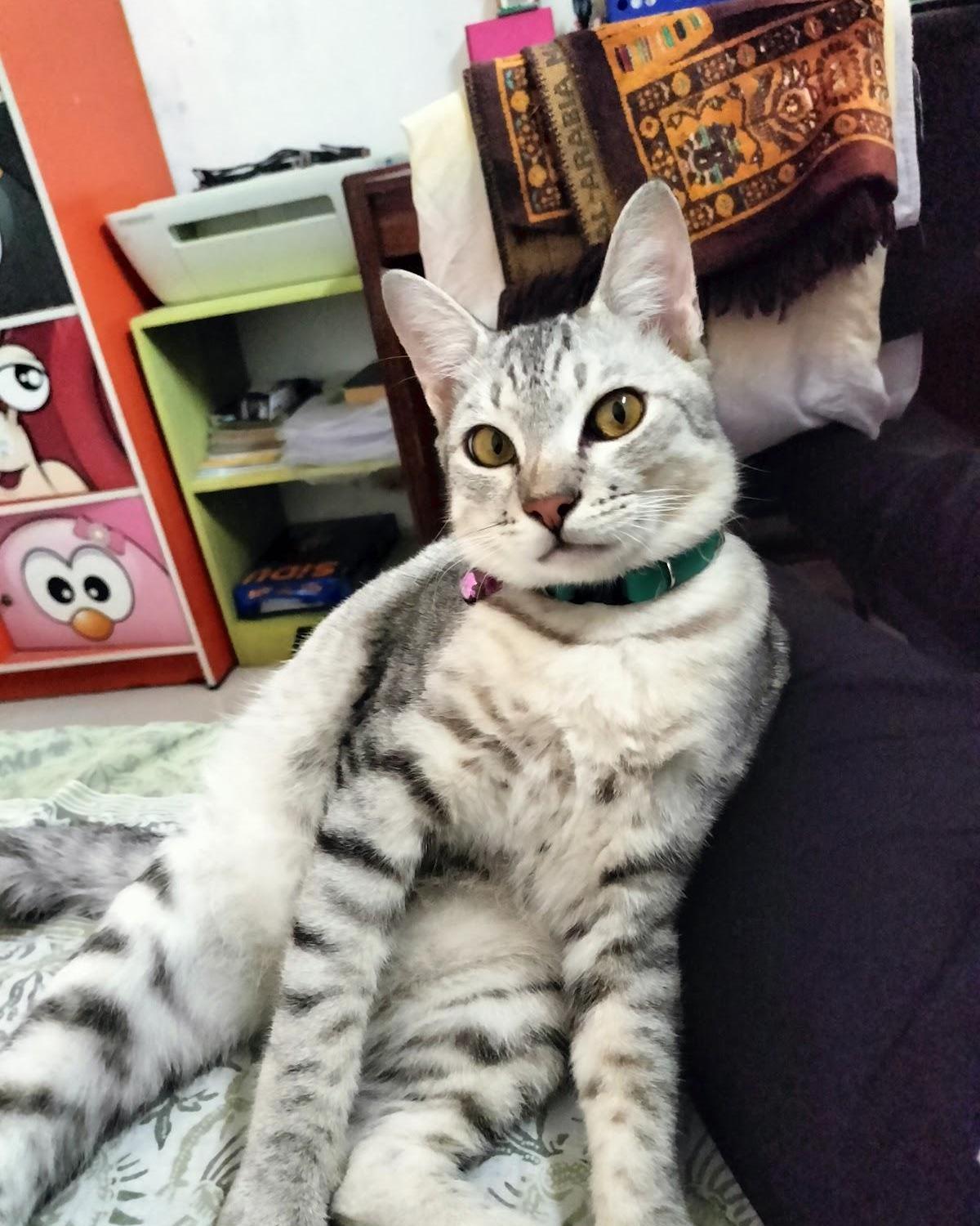 Foto laporan Bigo (HH0117)
