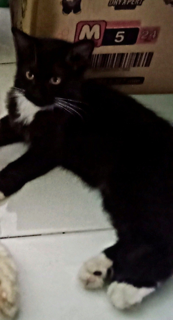 Foto laporan Kucing (HB0007)
