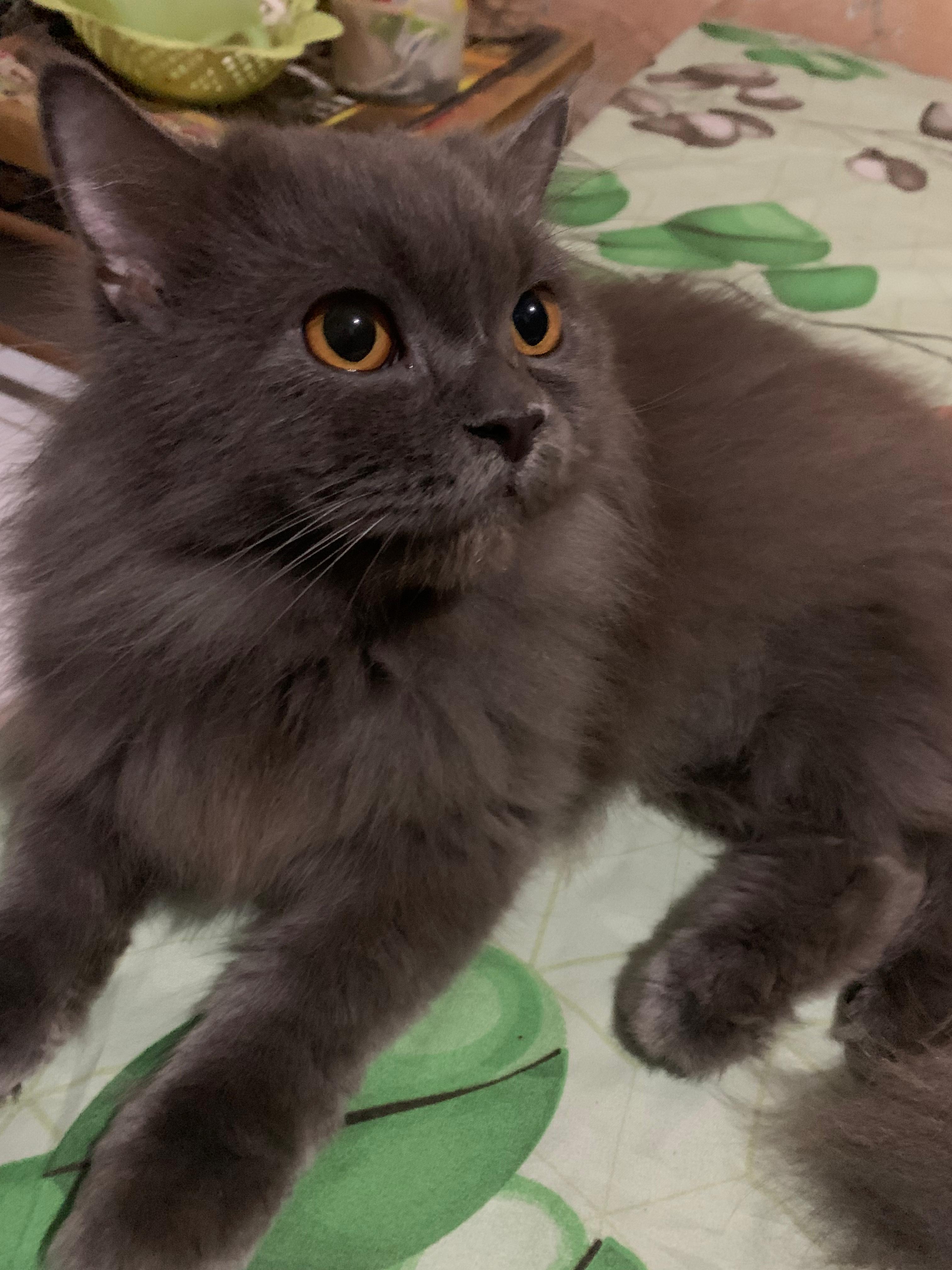 Foto laporan KUCING RAS PERSIAN (HB0025)