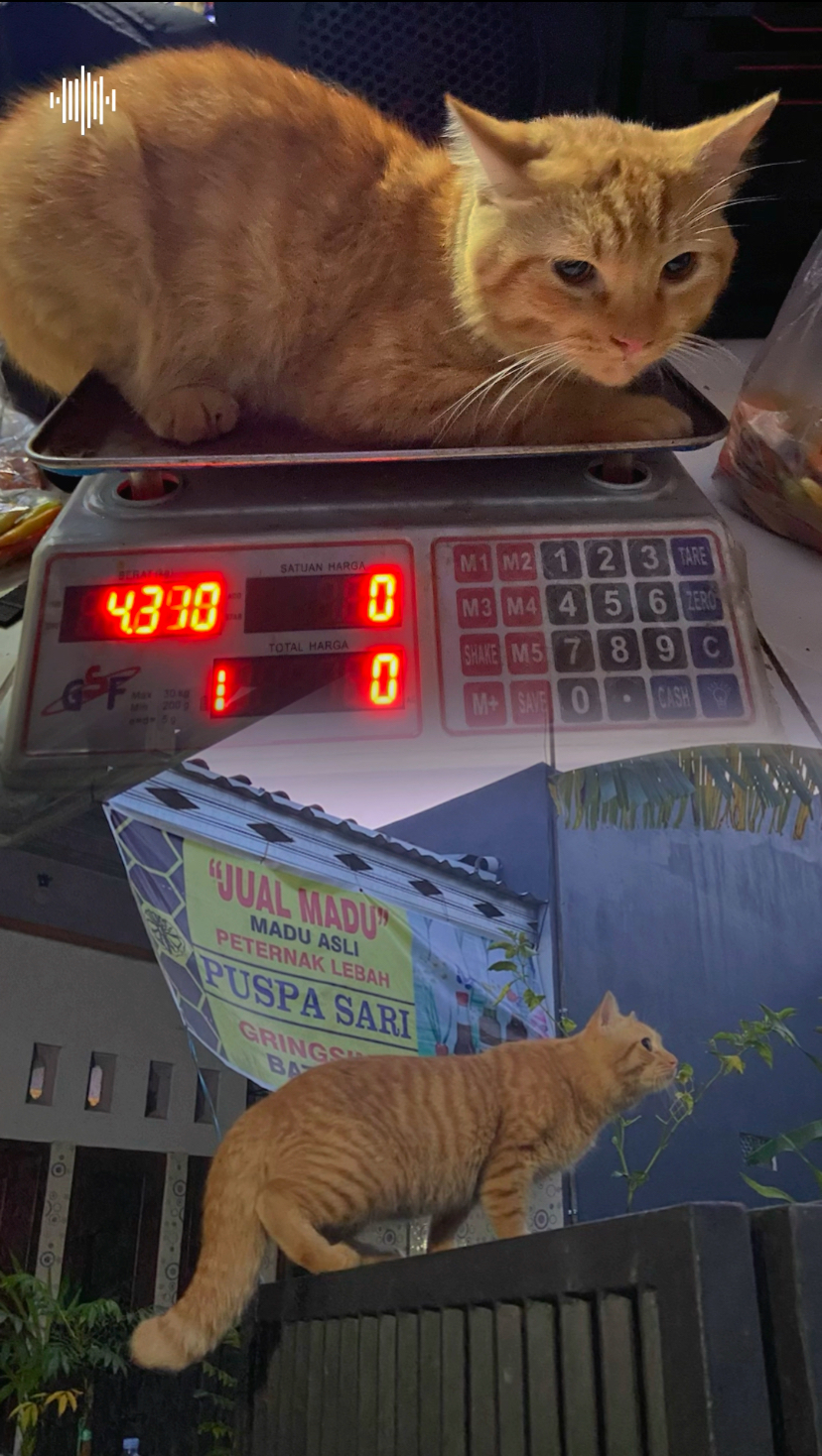 Foto laporan Kucing Oren Jantan (HB0043)