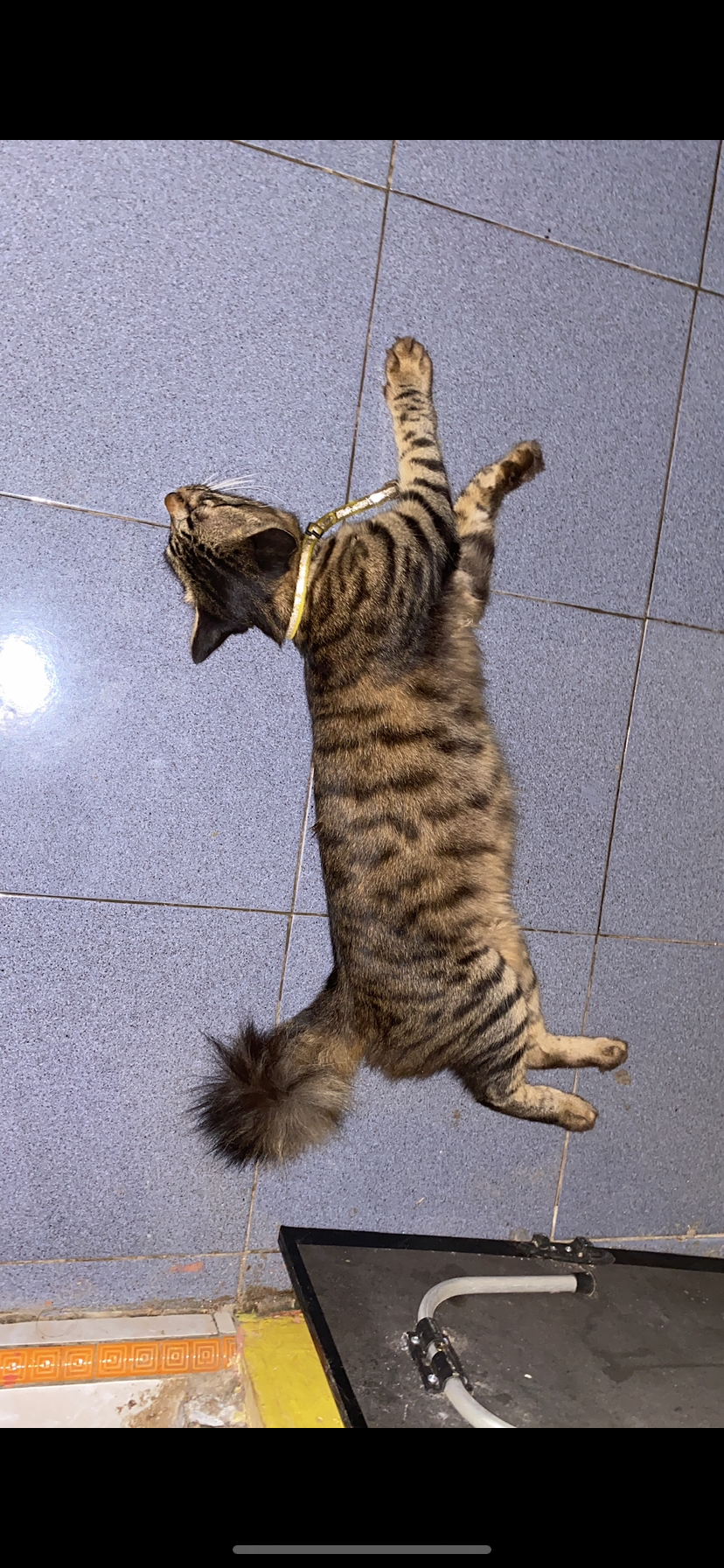 Foto laporan KUCING (HB0150)