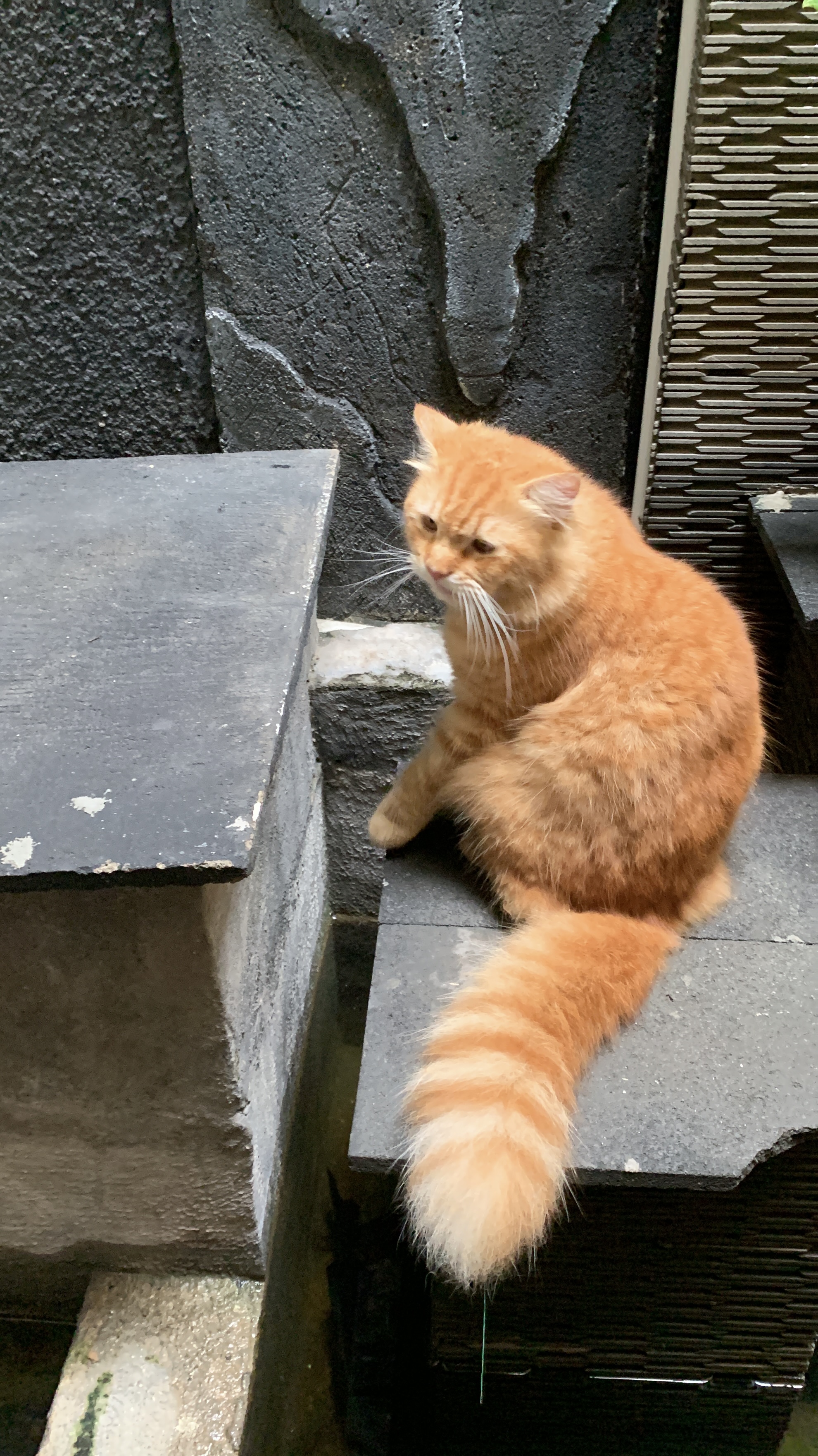 Foto laporan Kucing persia (HB0217)