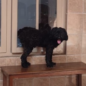 Foto laporan Anjing (HB0355)