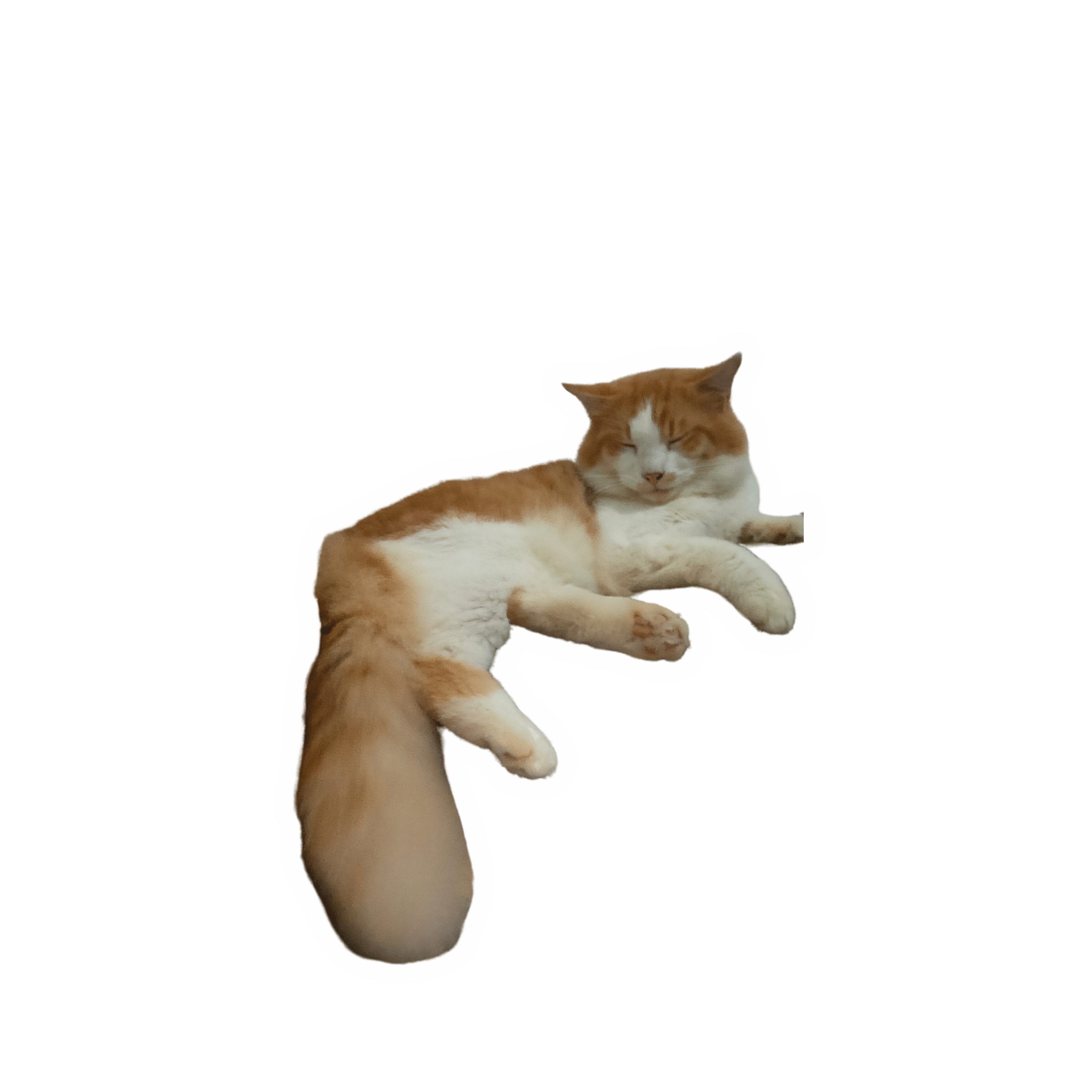 Foto laporan Kehilangan Kucing Oren Mixdom (HB0464)