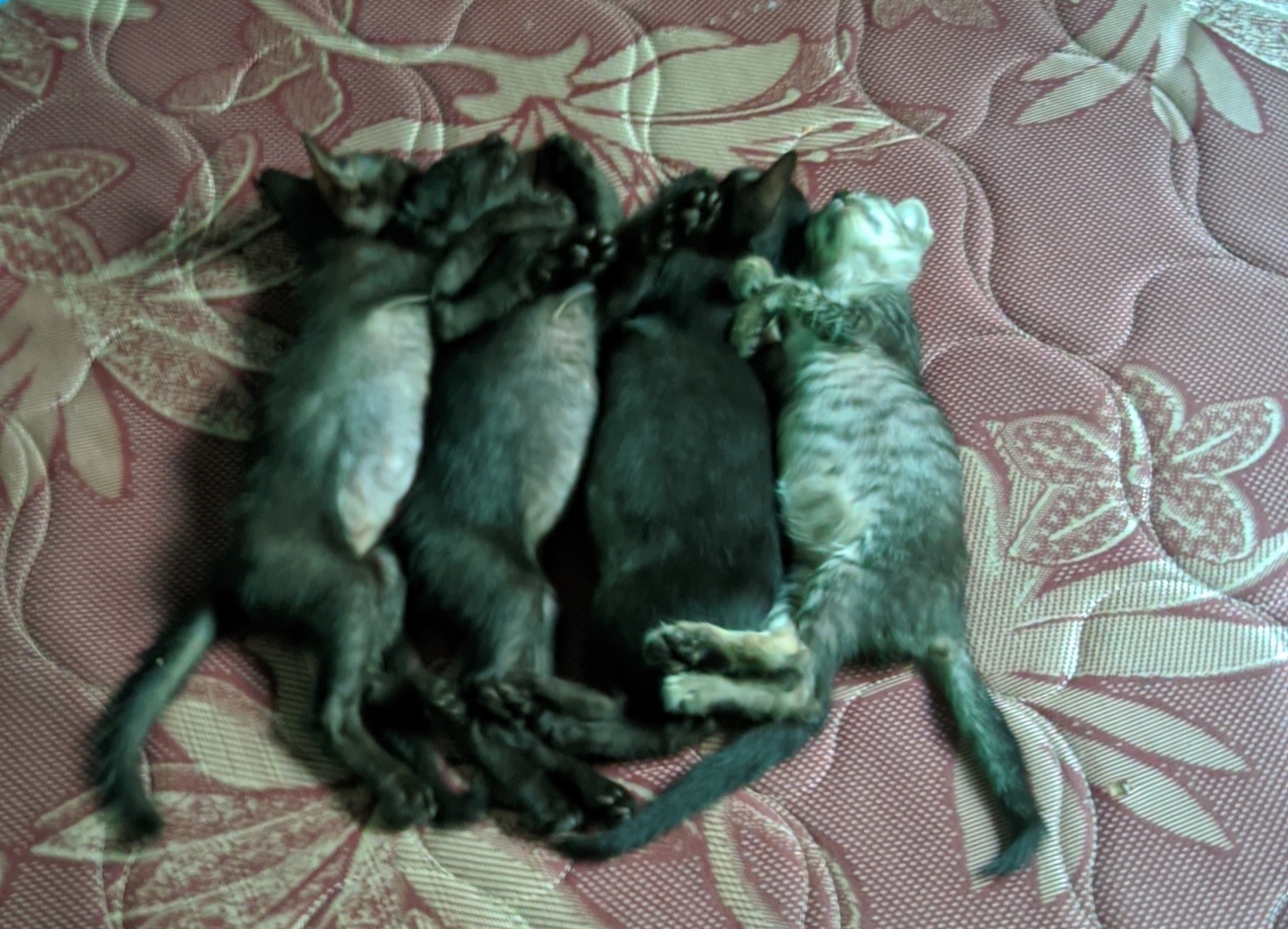 Foto laporan 4 anak kucing (HB0504)