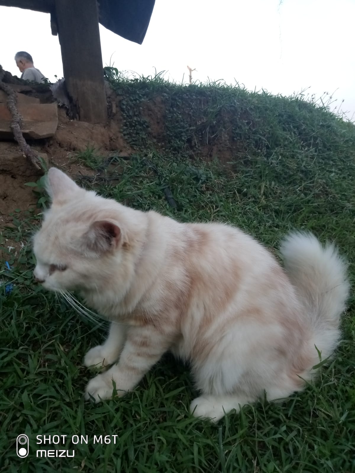 Foto laporan Kucing (HB0505)