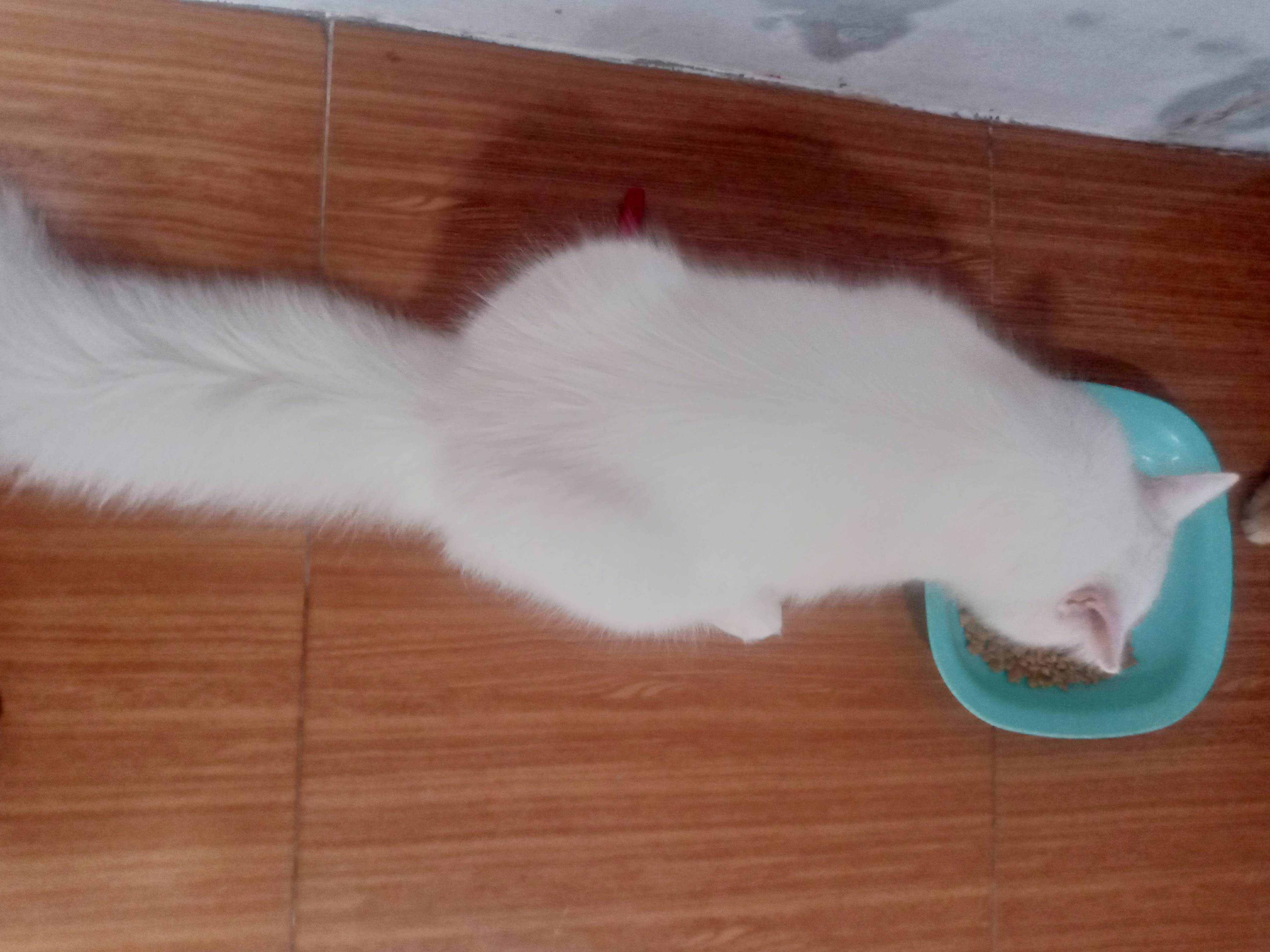 Foto laporan DICARI KUCING HILANG (HB0536)