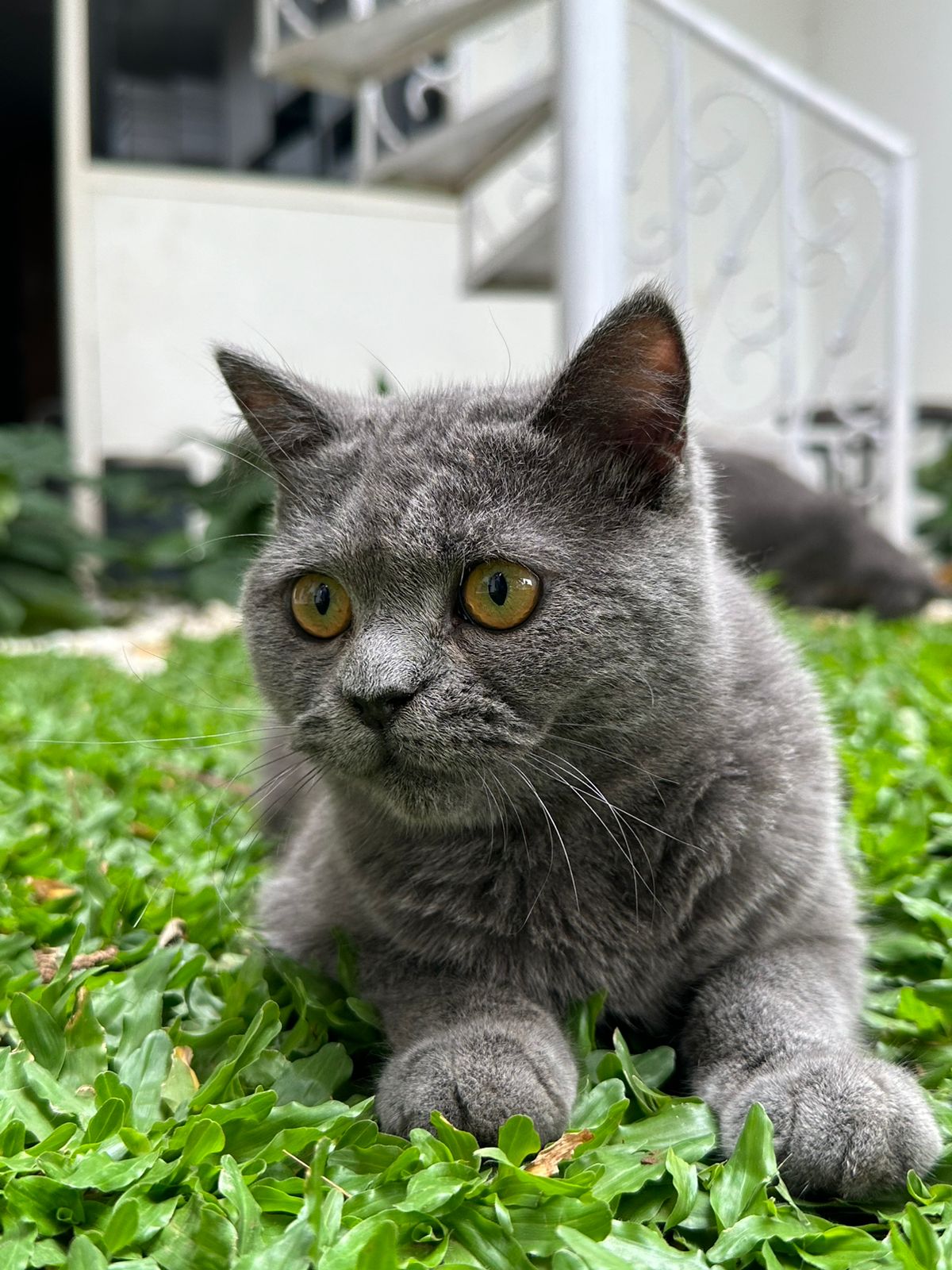Foto laporan kucing (HB0570)