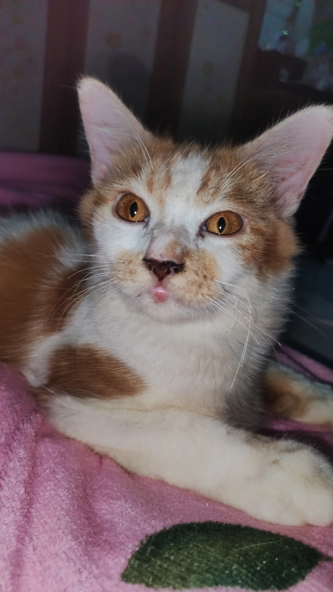 Foto laporan Kucing mixdom, jantan (HB0702)