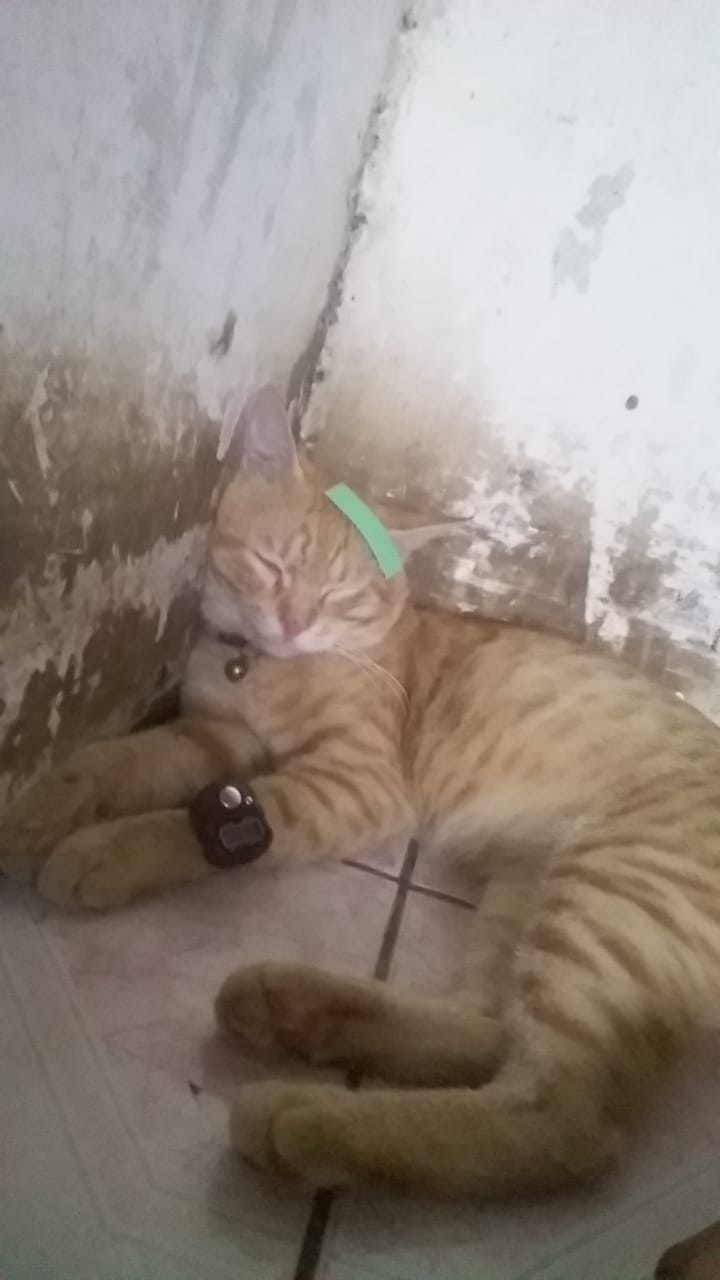 Foto laporan Kucing oren (HB0734)