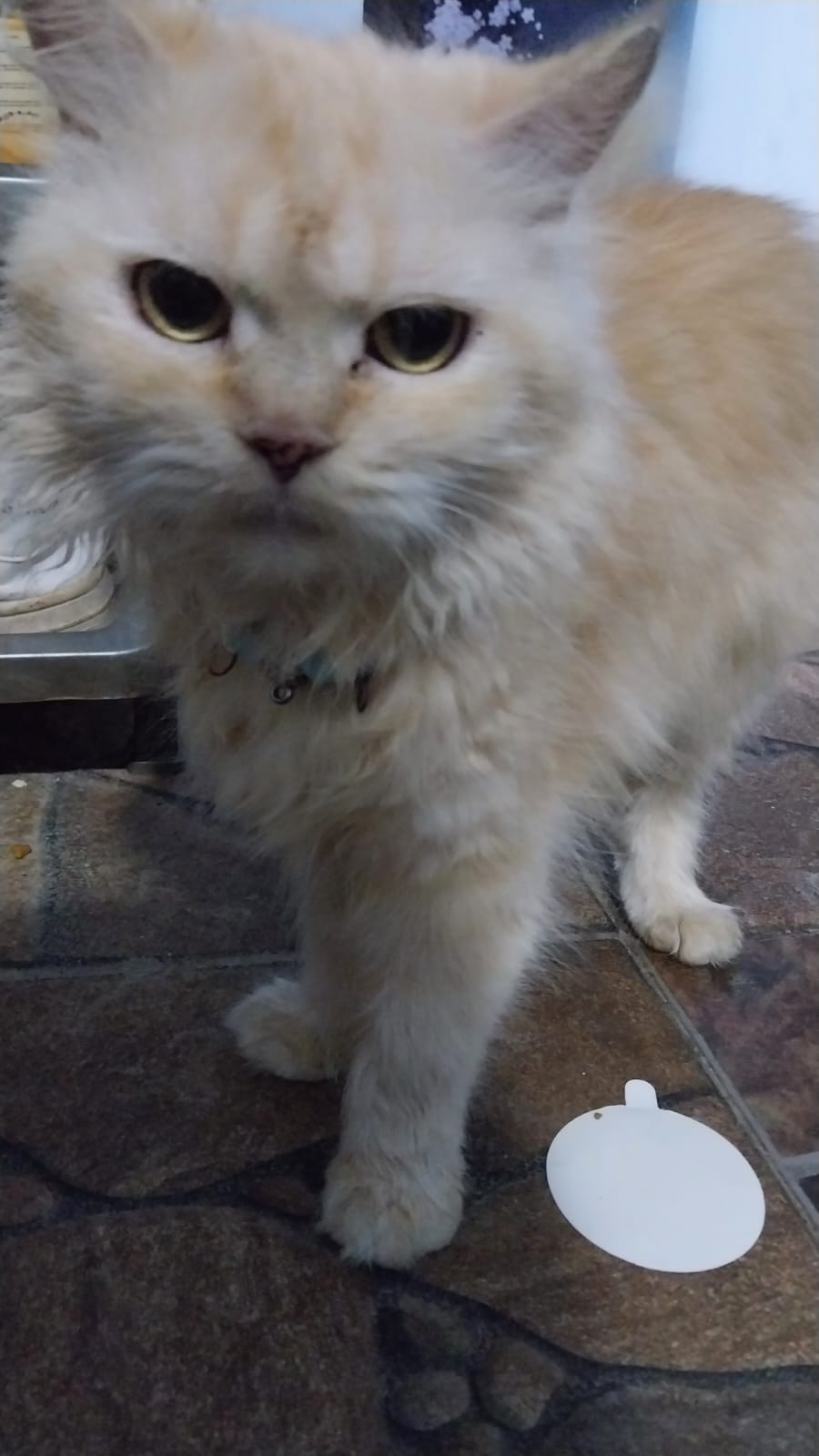 Foto laporan Telah Hilang Kucing Persia Medium. Berjenis kelamin perempuan (HB0755)