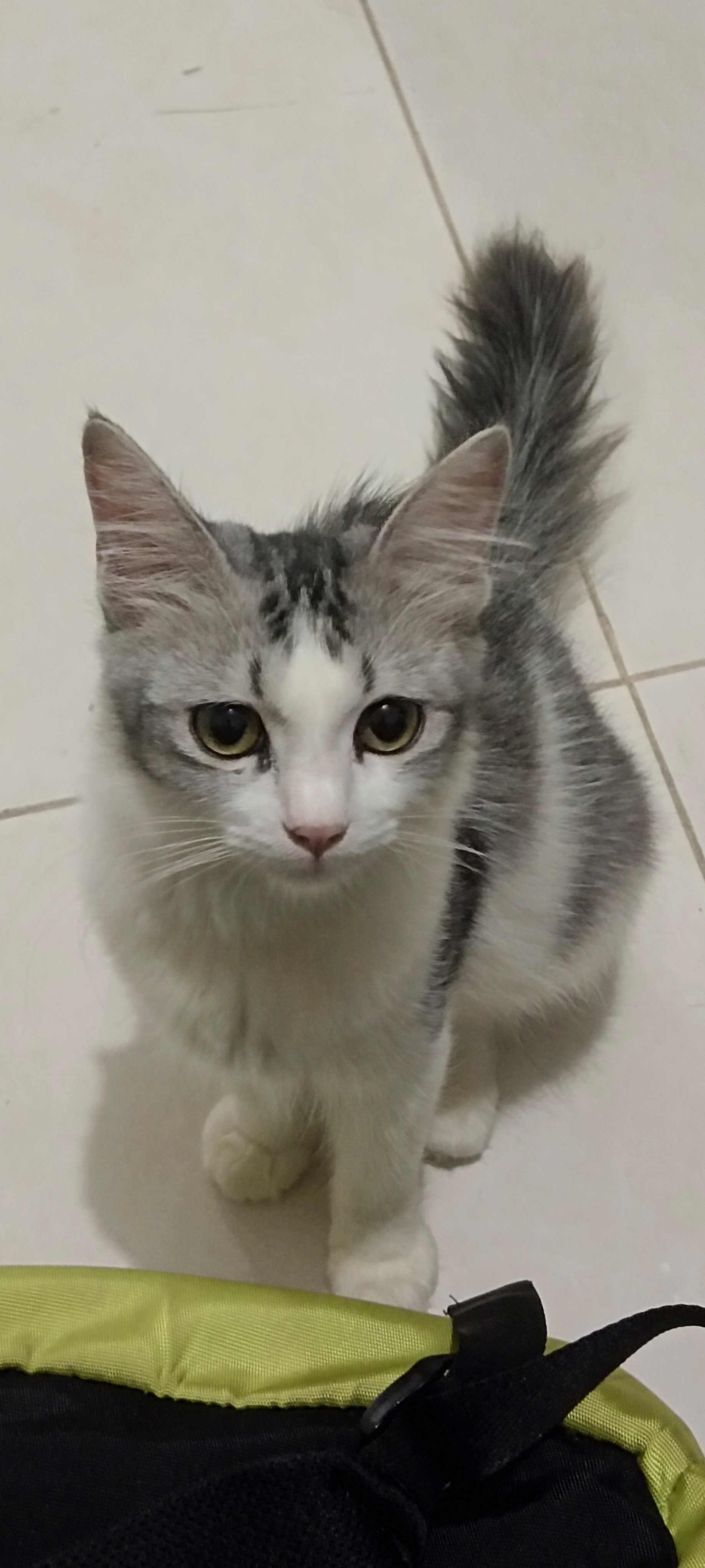 Foto laporan Kucing (HB0818)