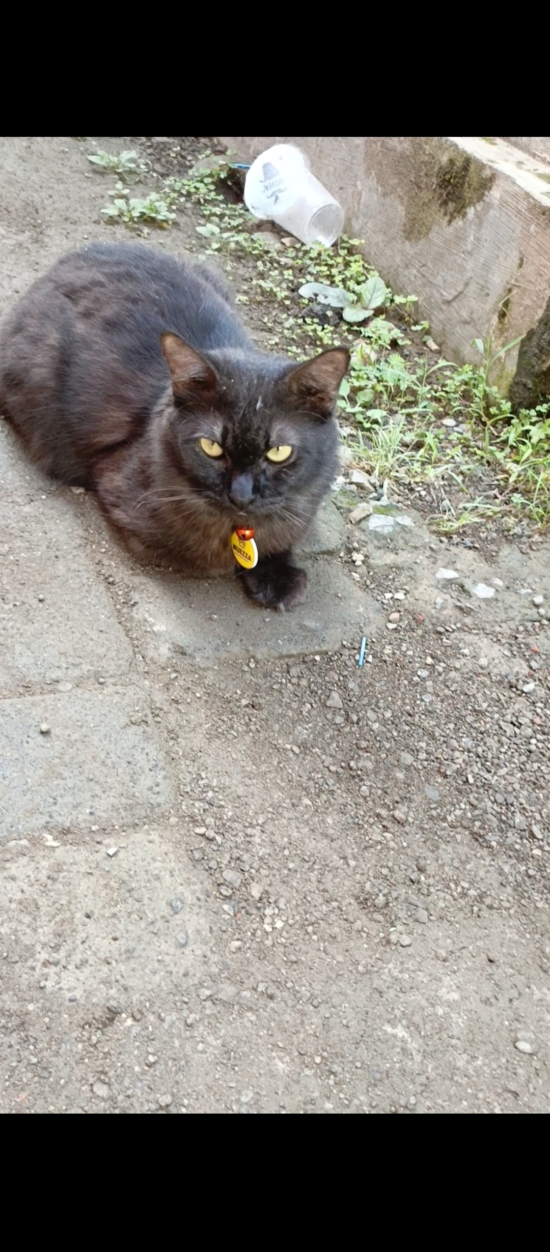Foto laporan Kucing (HB0923)