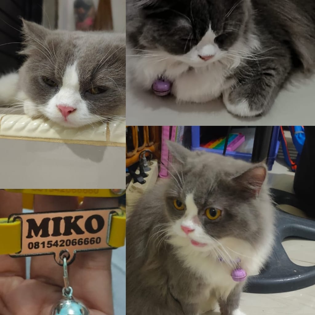Foto laporan Kucing ras persia (HB0968)