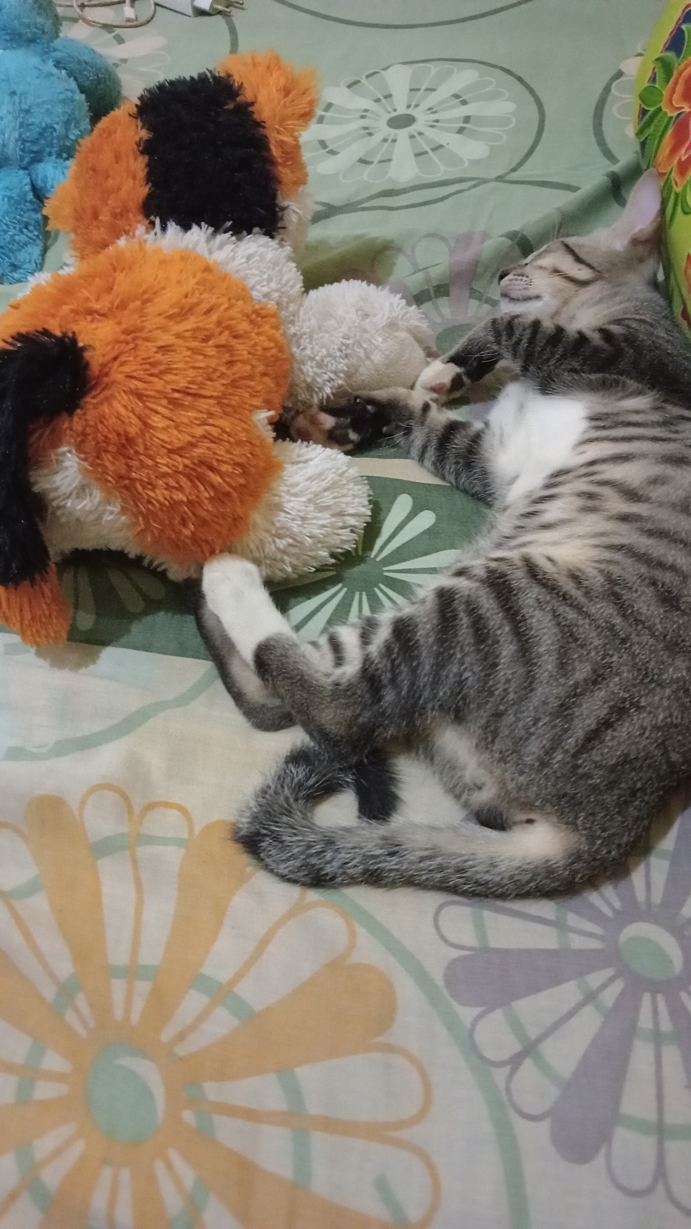 Foto laporan Kucing kampung (HB0978)