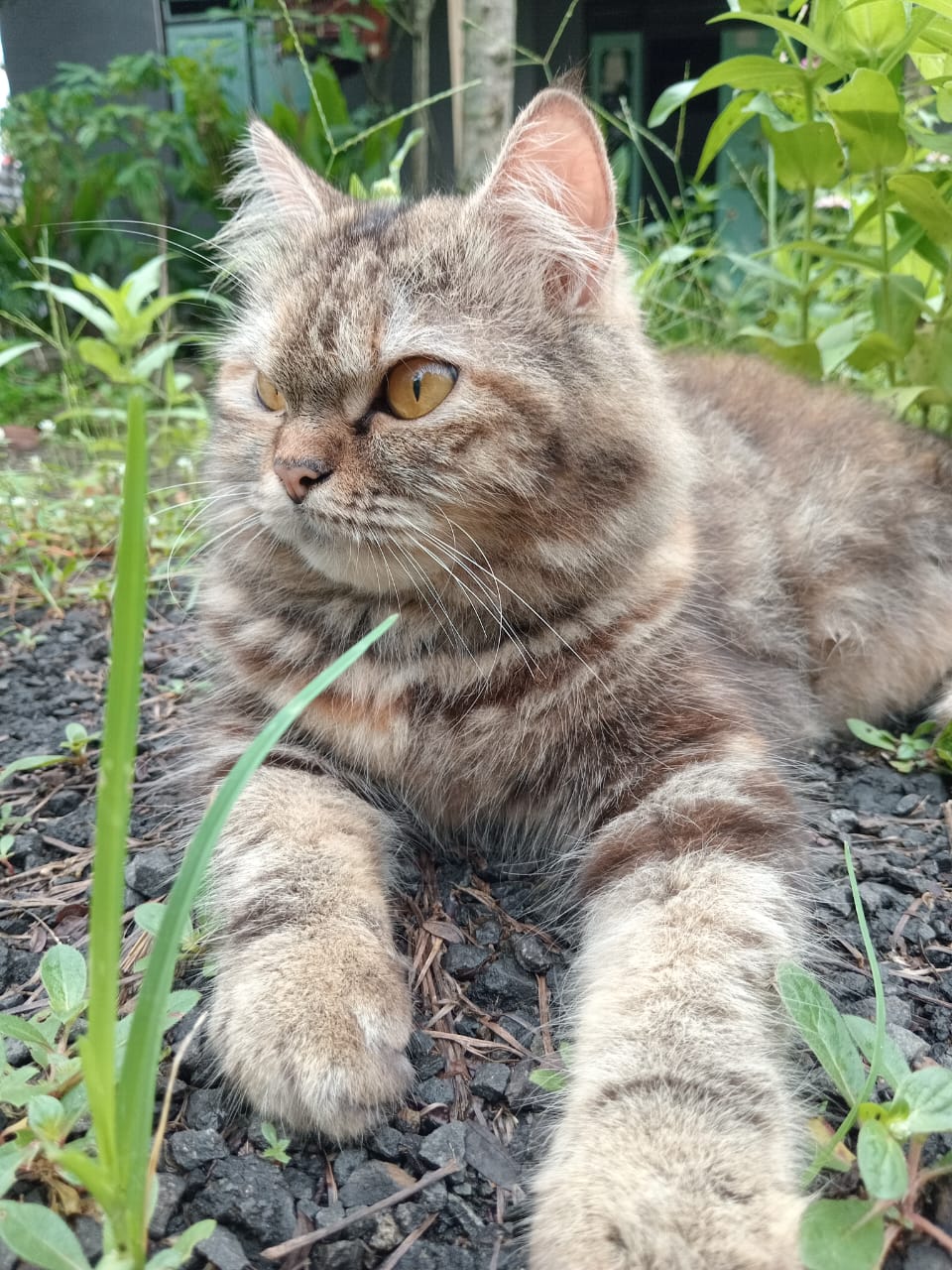 Foto laporan Kucing (HB0979)