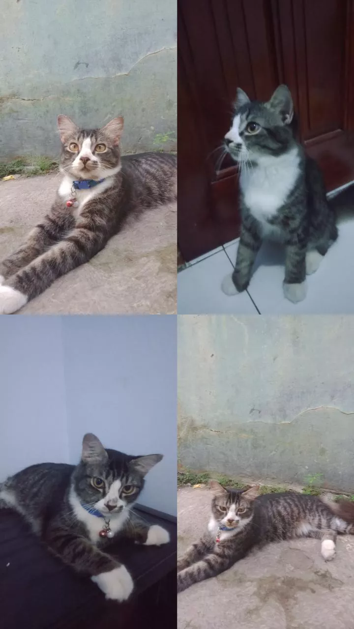 Foto laporan Kucing (HB0986)