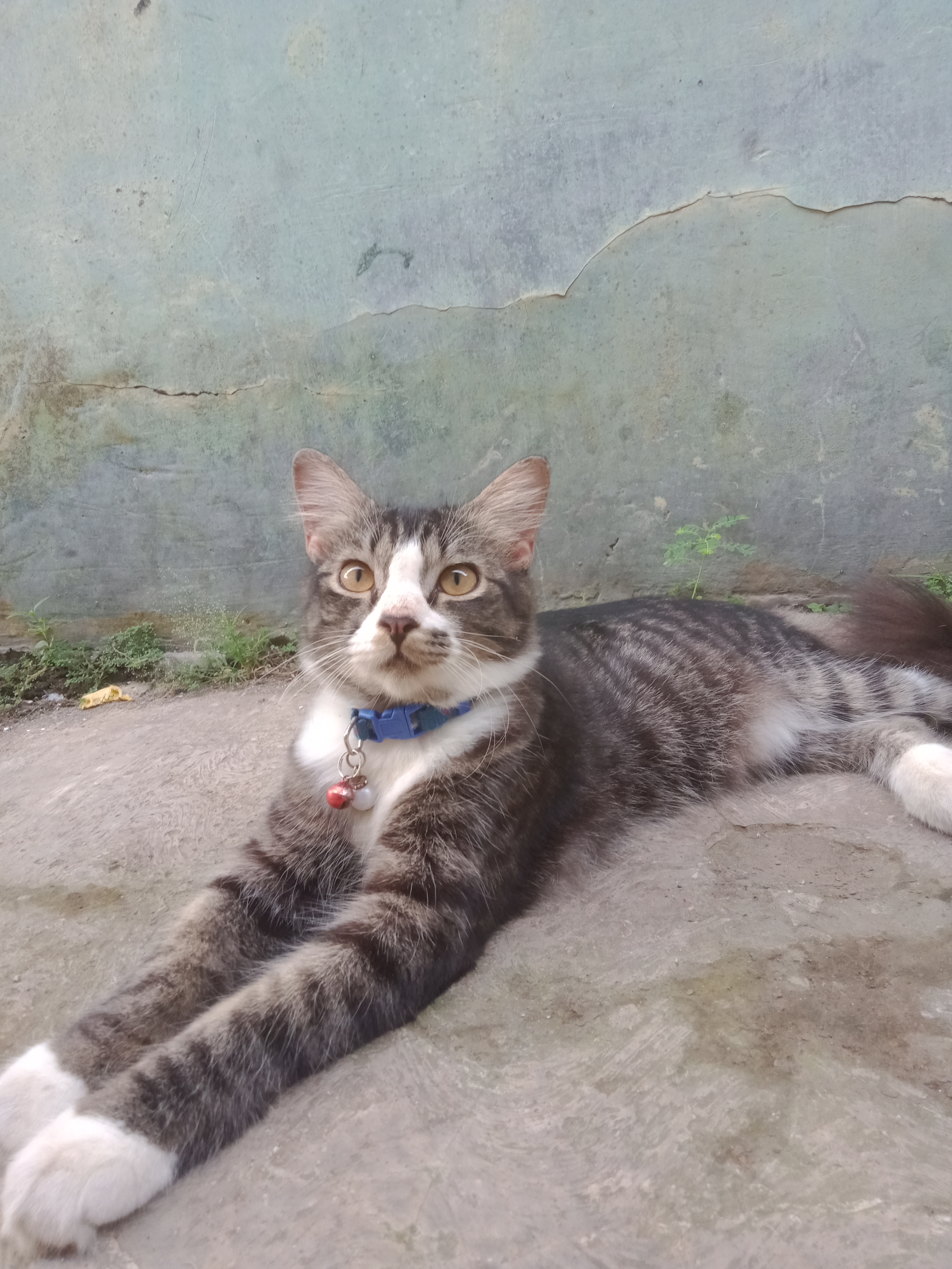 Foto laporan Kucing (HB0987)