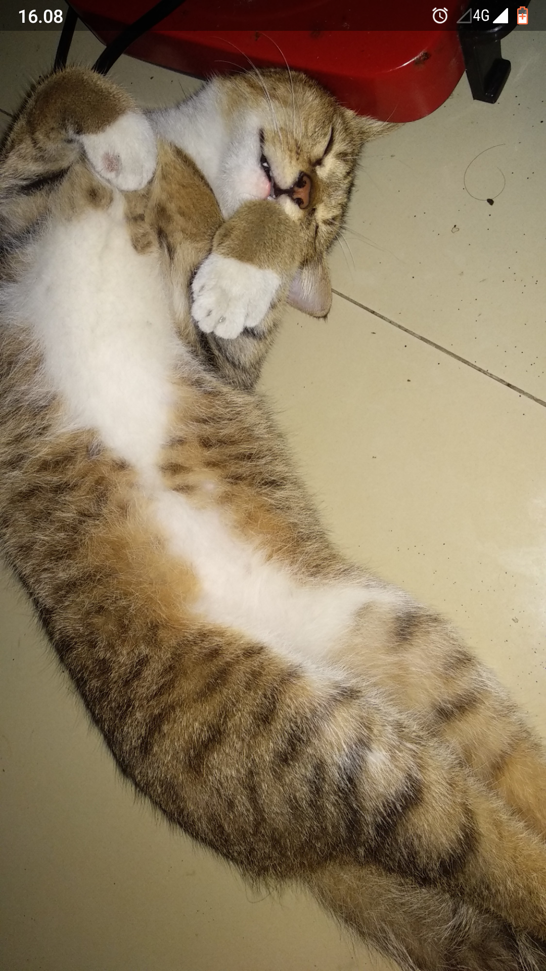 Foto laporan Kucing Mix Dom (HB1009)