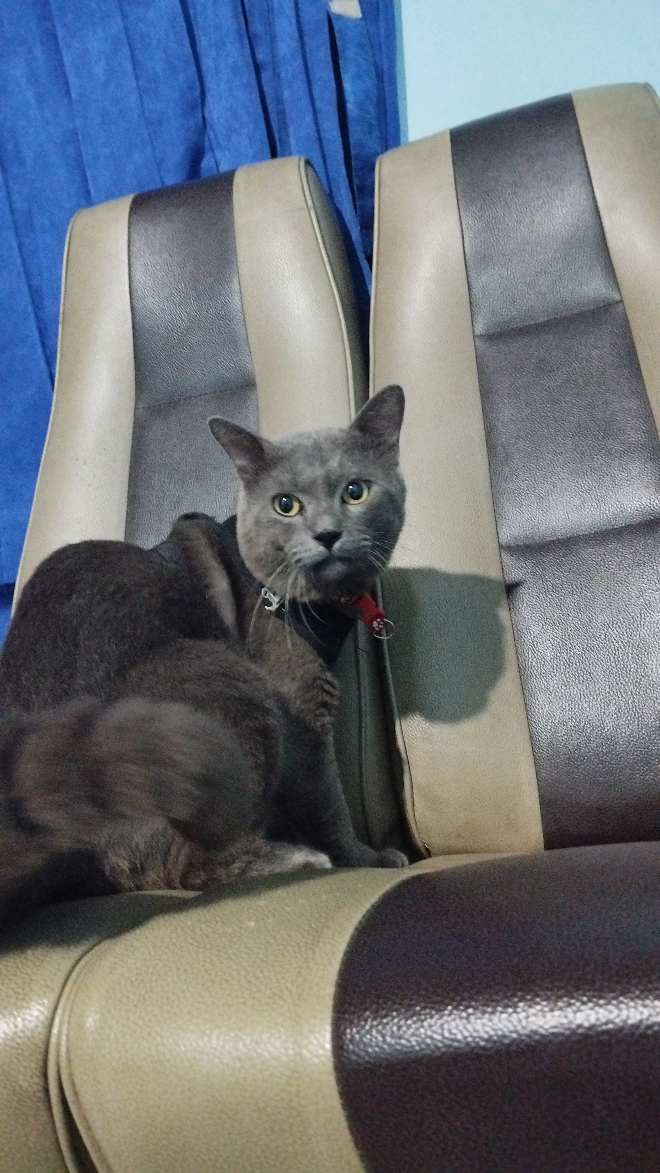 Foto laporan Kehilangan kucing warna abu abu bulu pendek (HB1063)