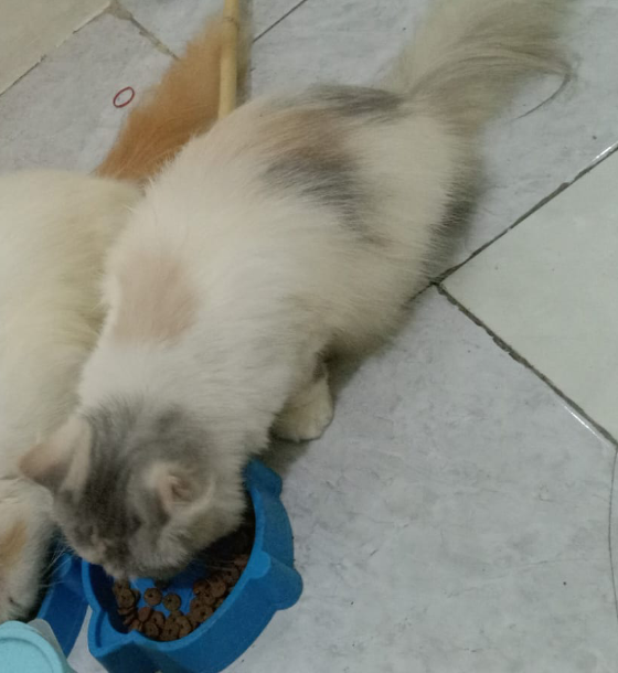 Foto laporan Kucing jenis persia (HB1073)