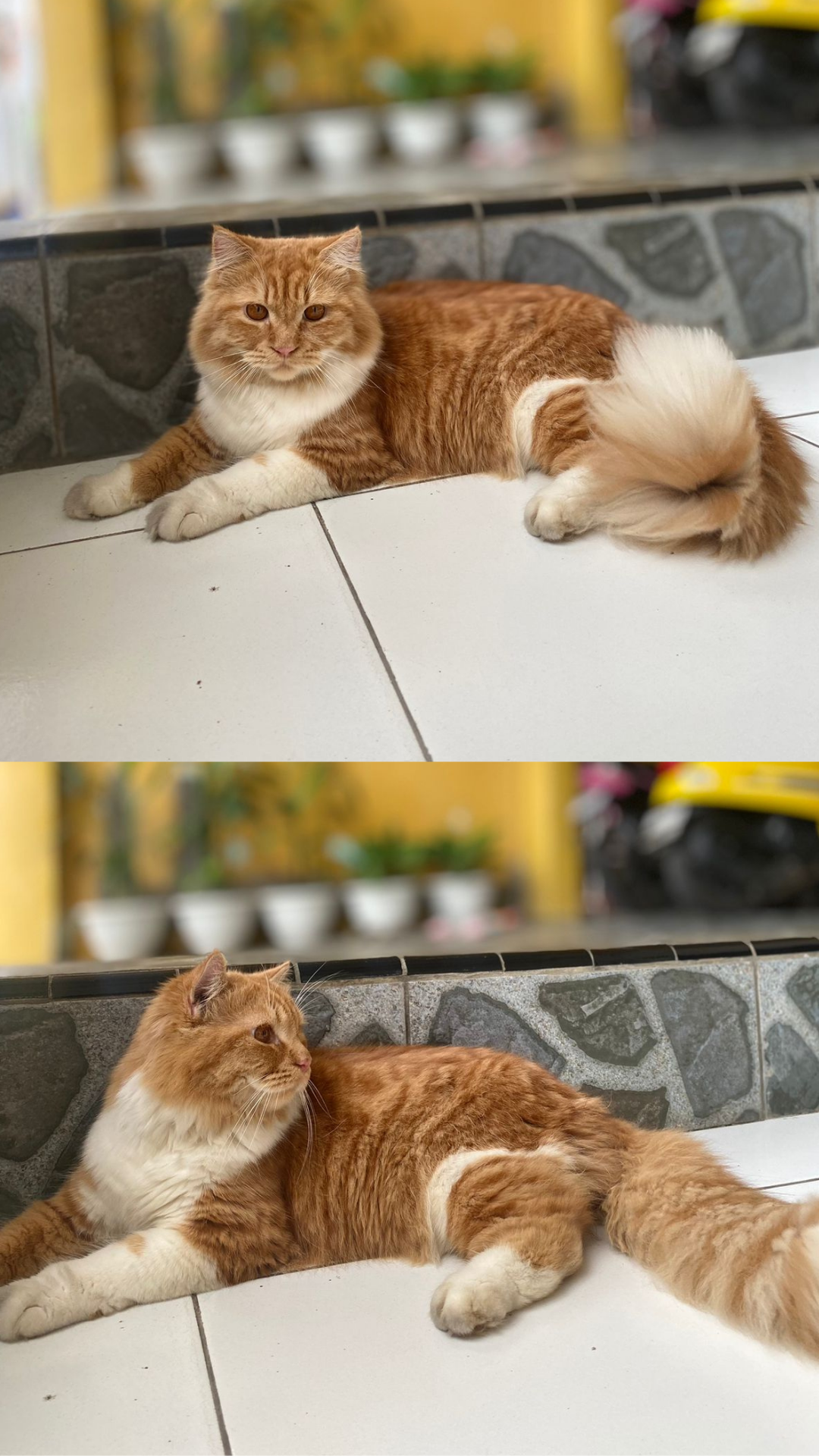 Foto laporan Kucing Peliharaan (Leona) (HB1078)