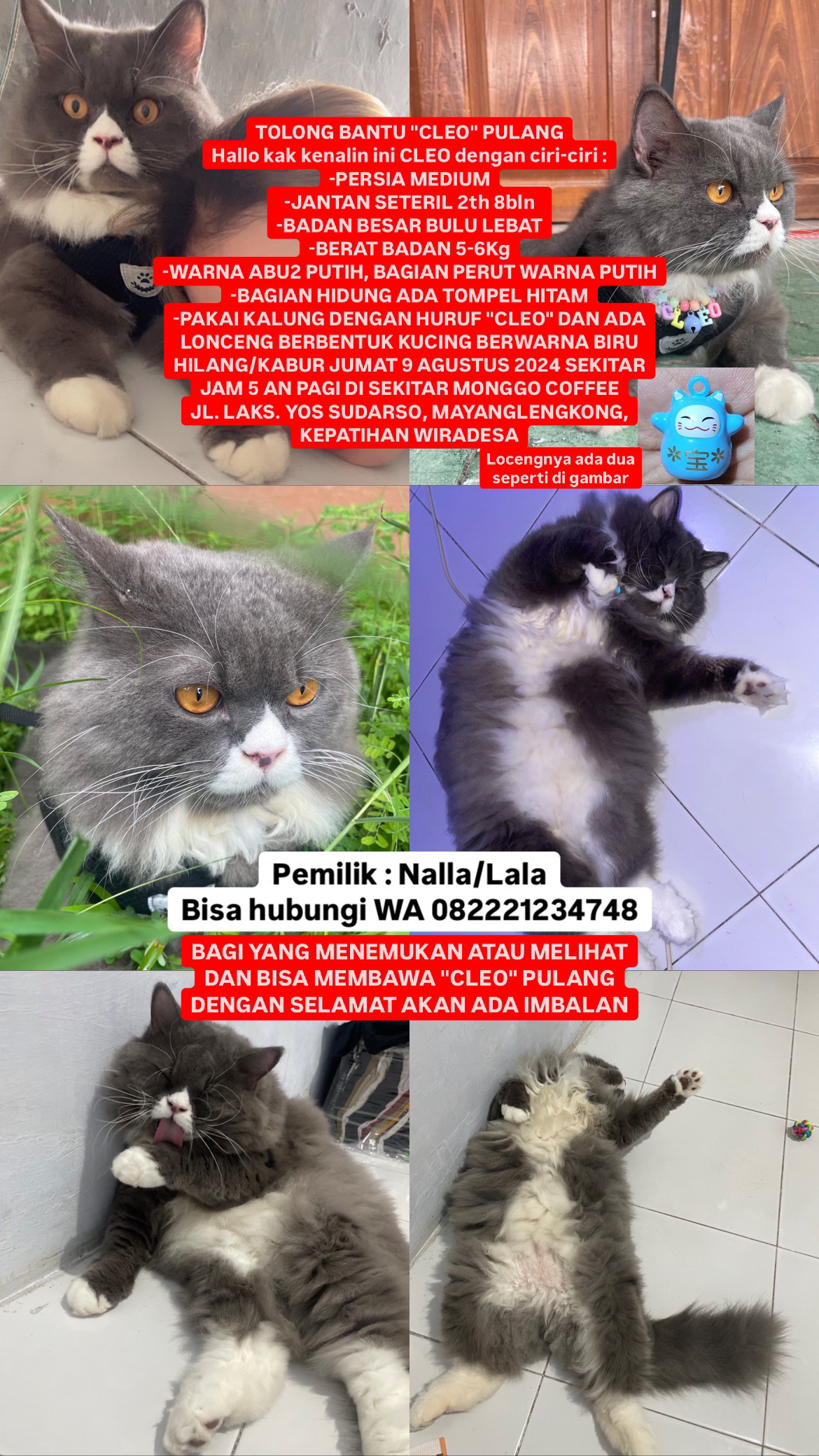 Foto laporan Kucing hilang (HB1216)