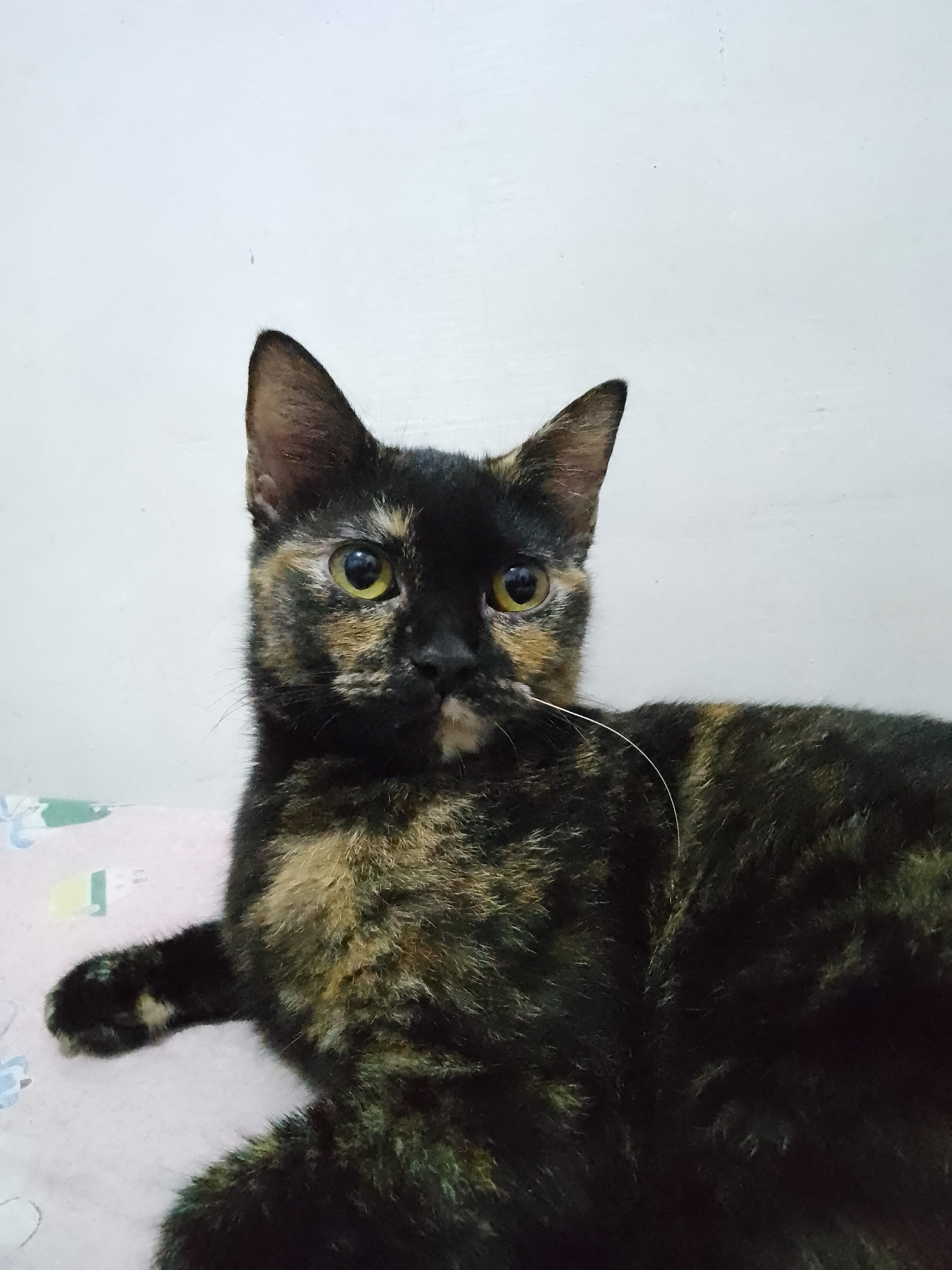 Foto laporan Kucing (HB1229)