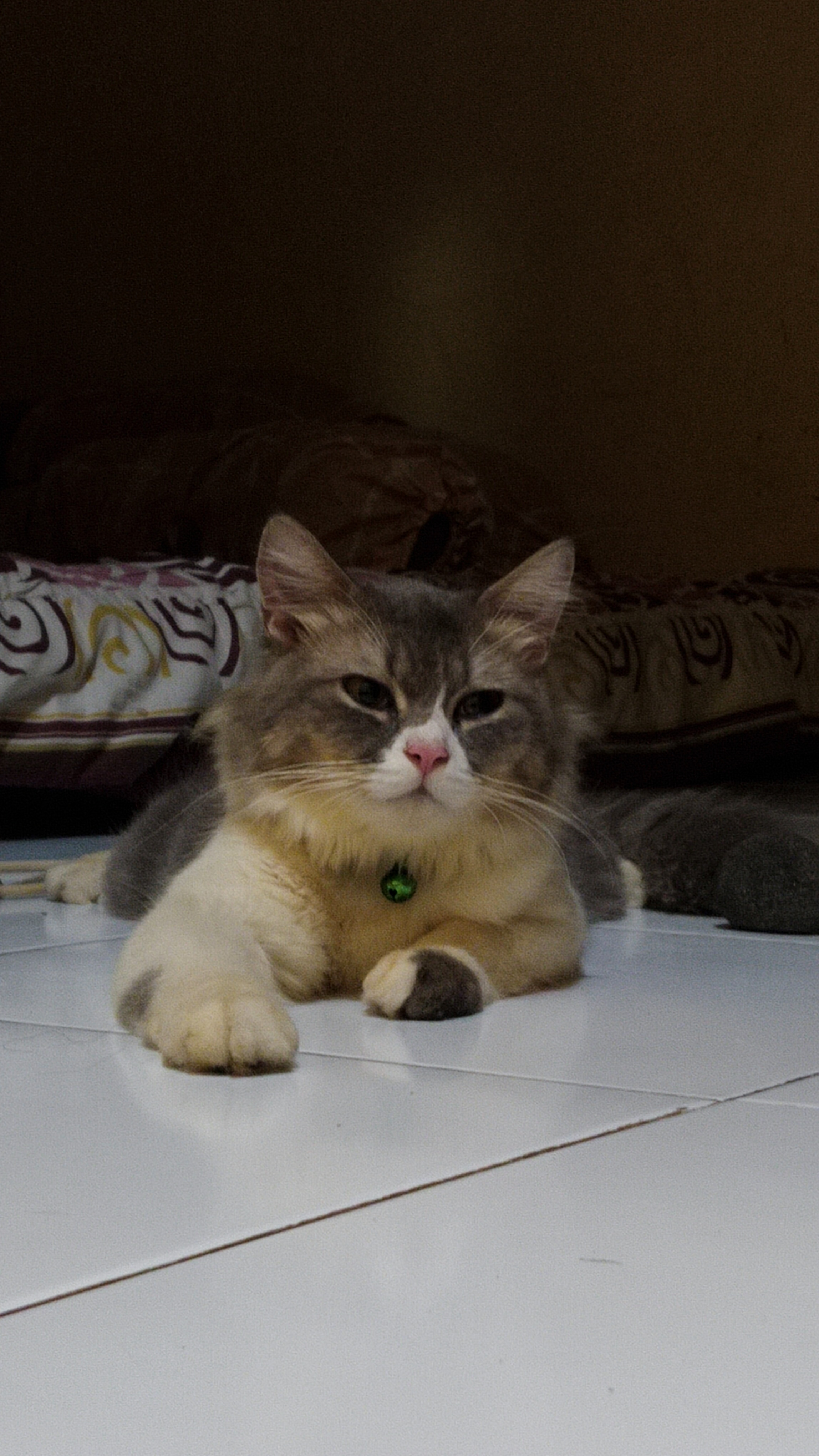 Foto laporan Kucing hilang (HB1242)